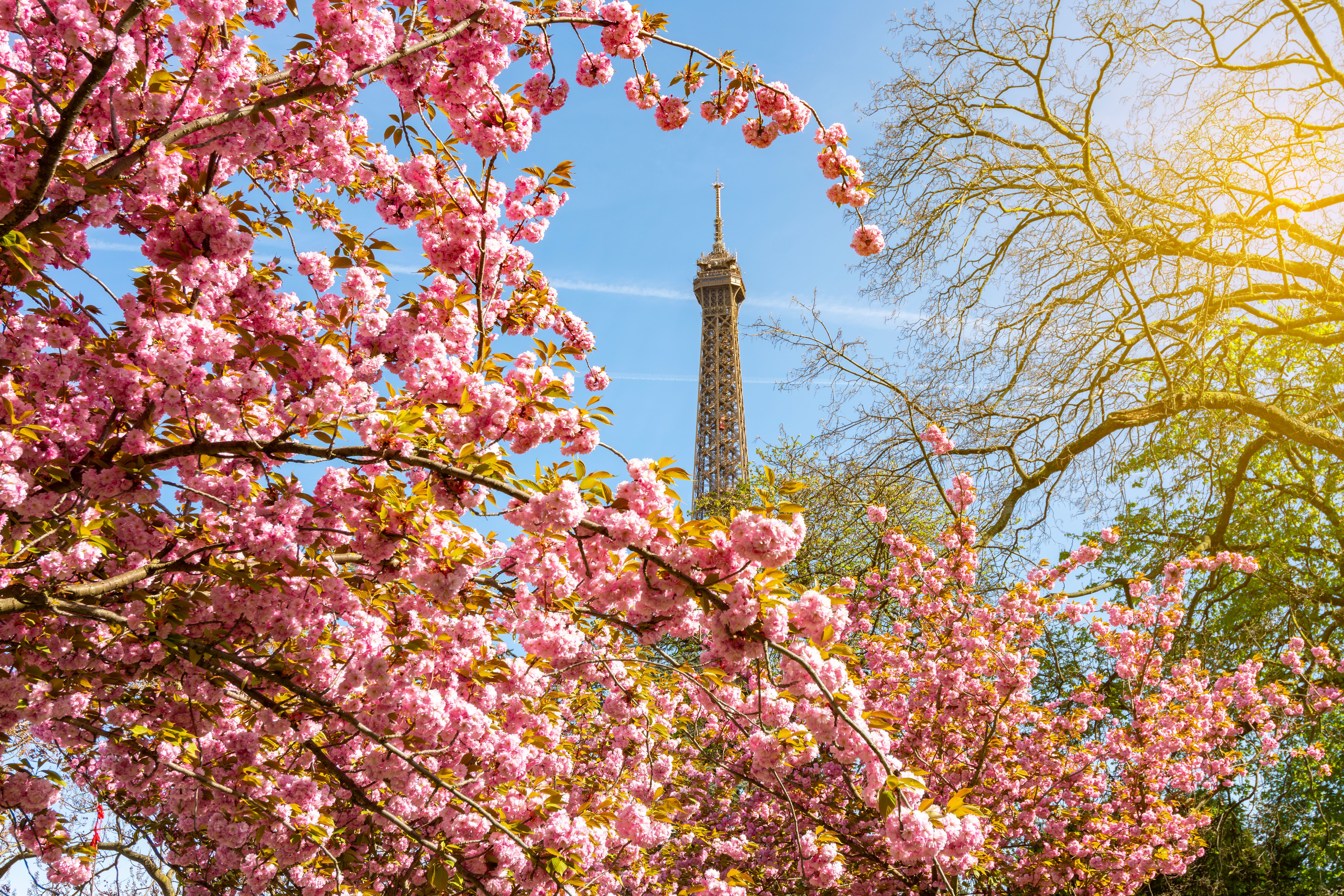 paris cherry blossoms