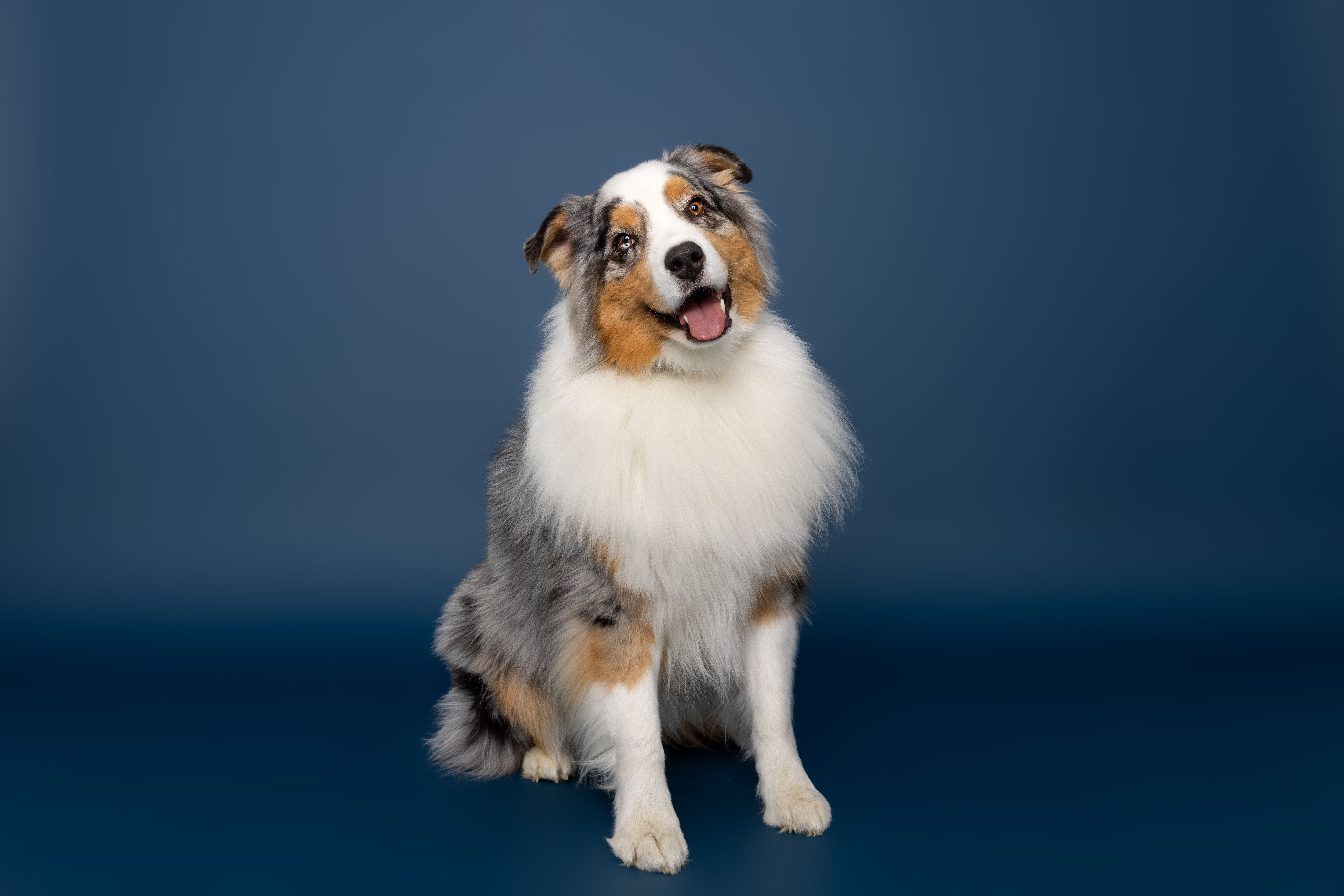 australian shepherd playing