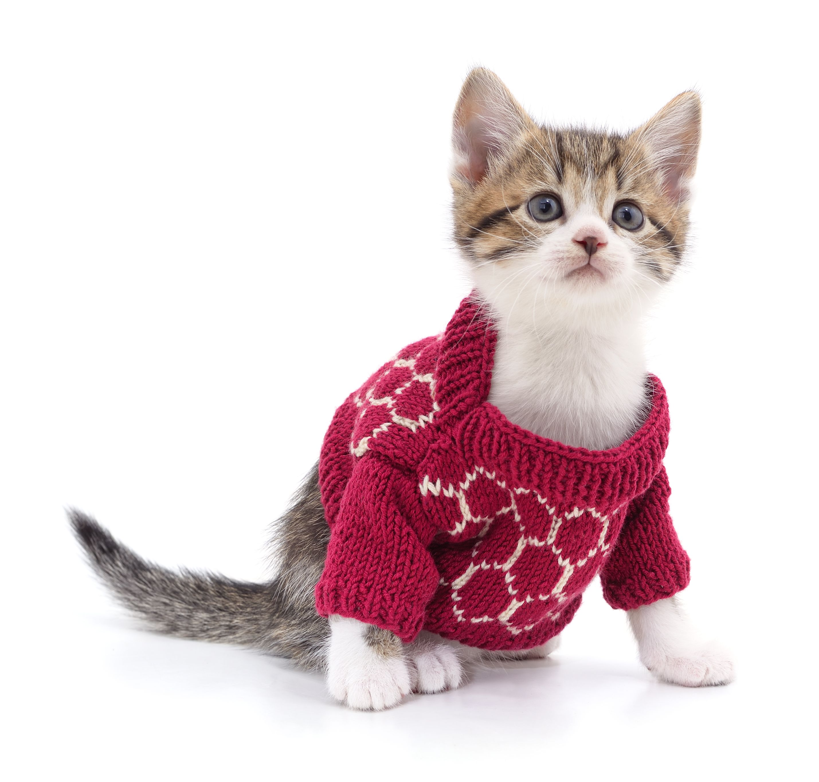 pet clothing