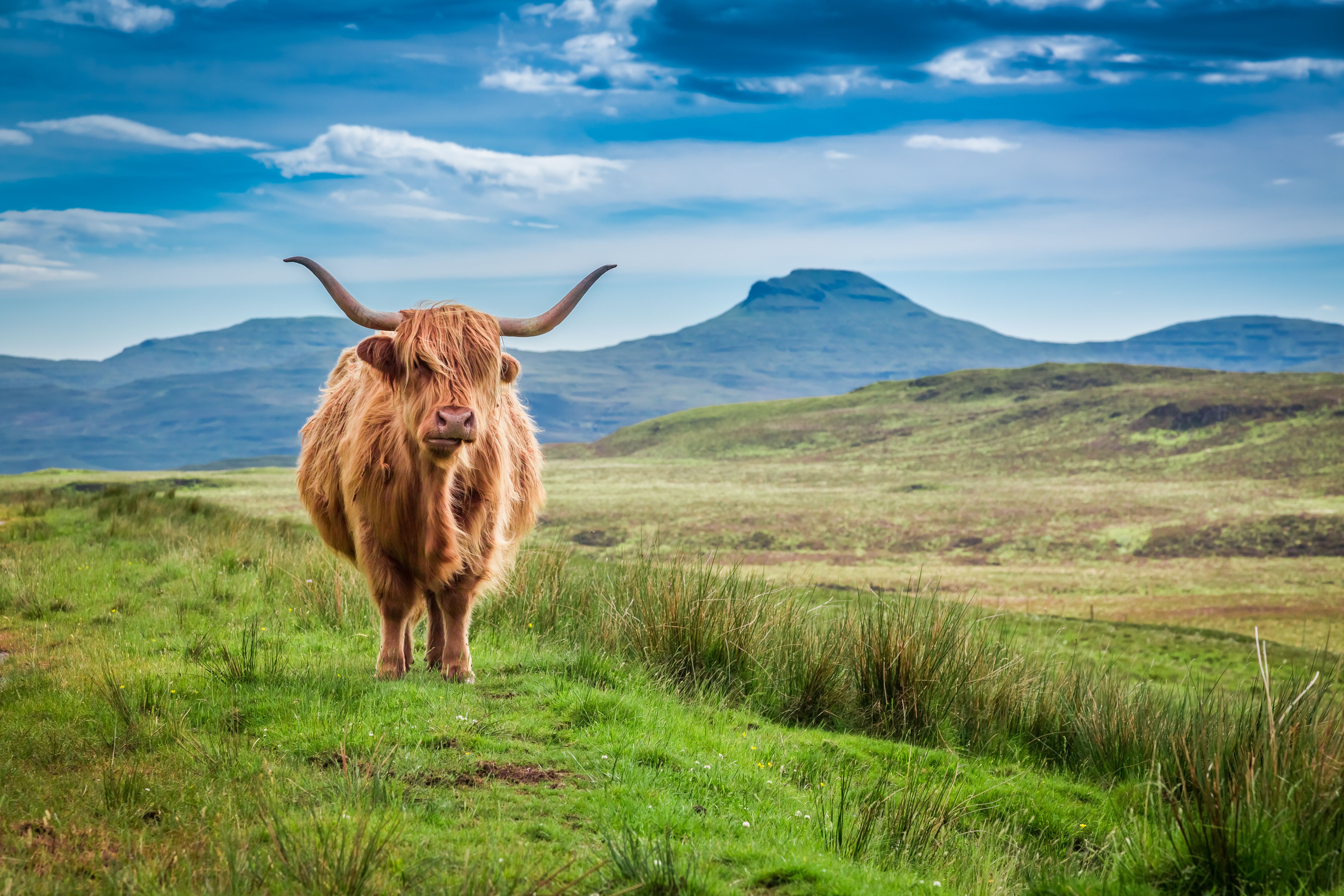 highland cattle
