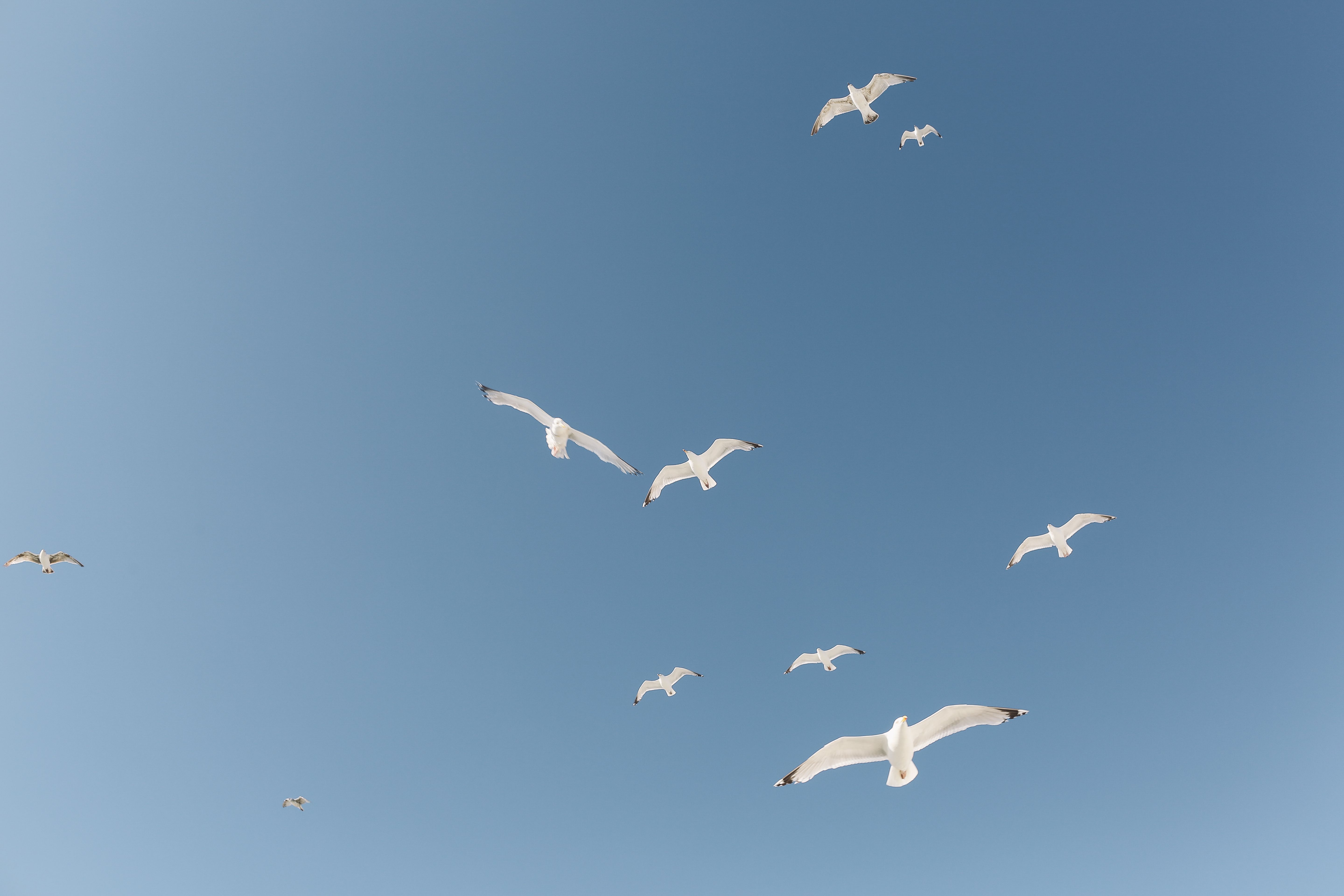 bird flight