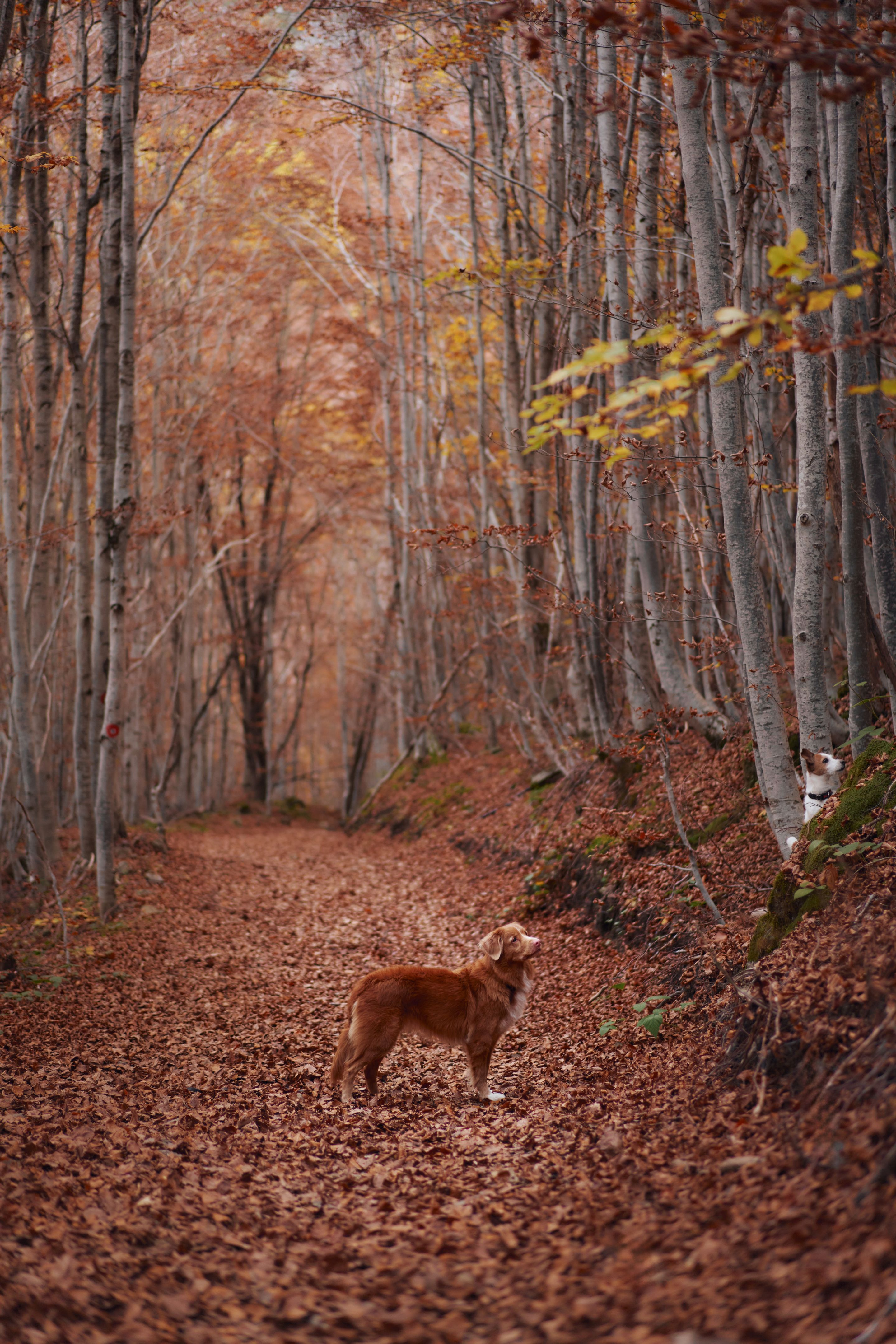 Dog walking in an autumn forest trail