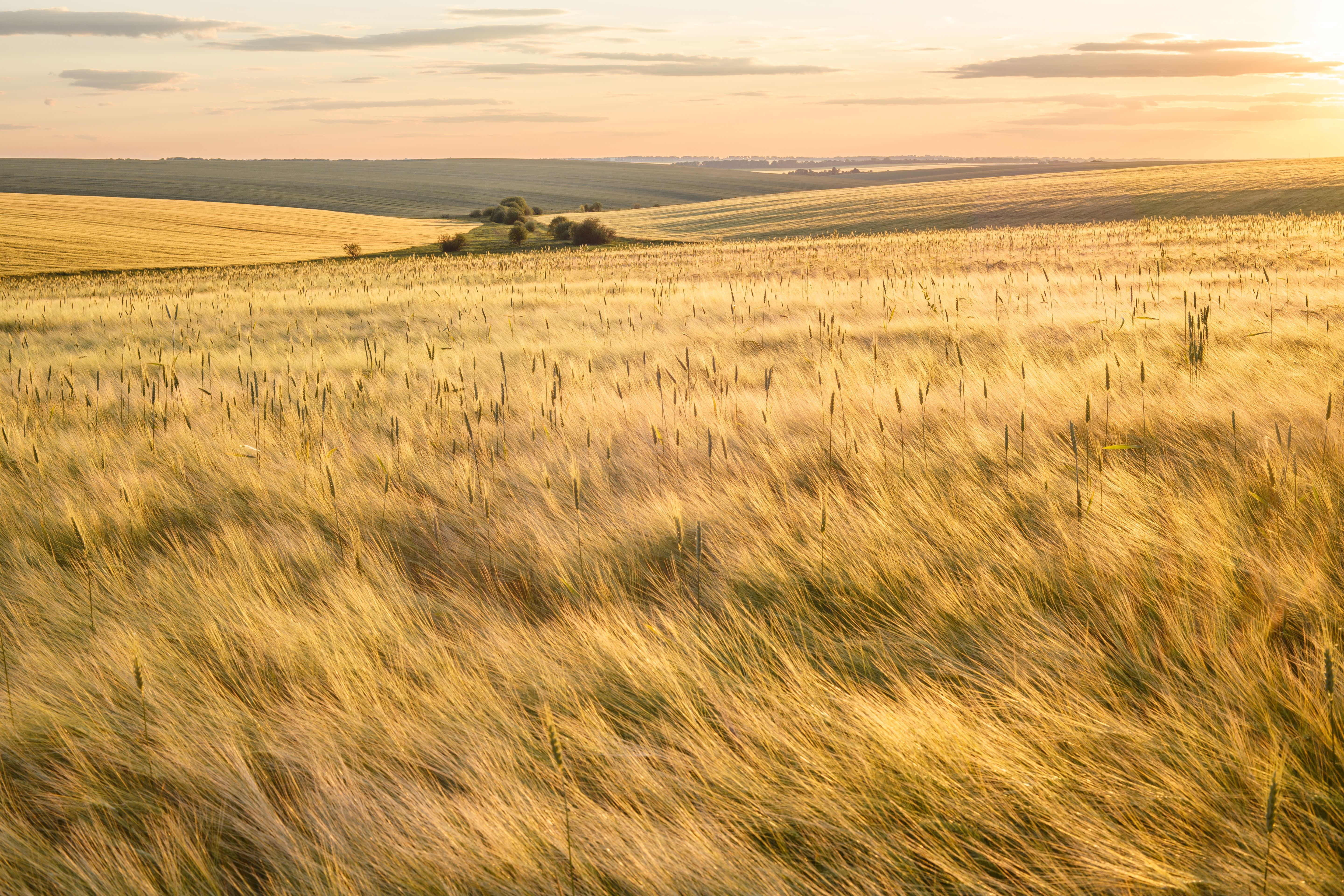 barley fields