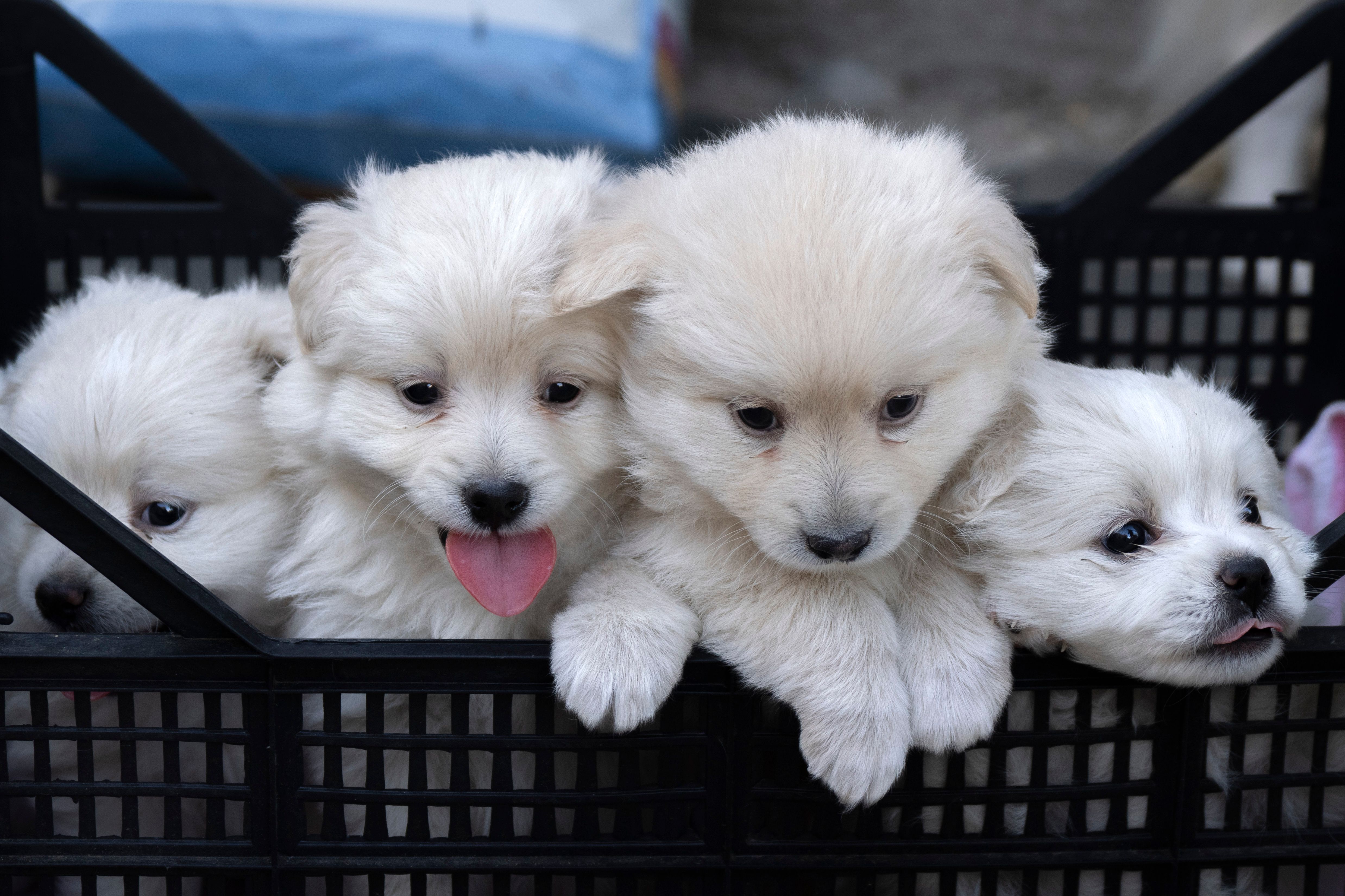 puppy litter