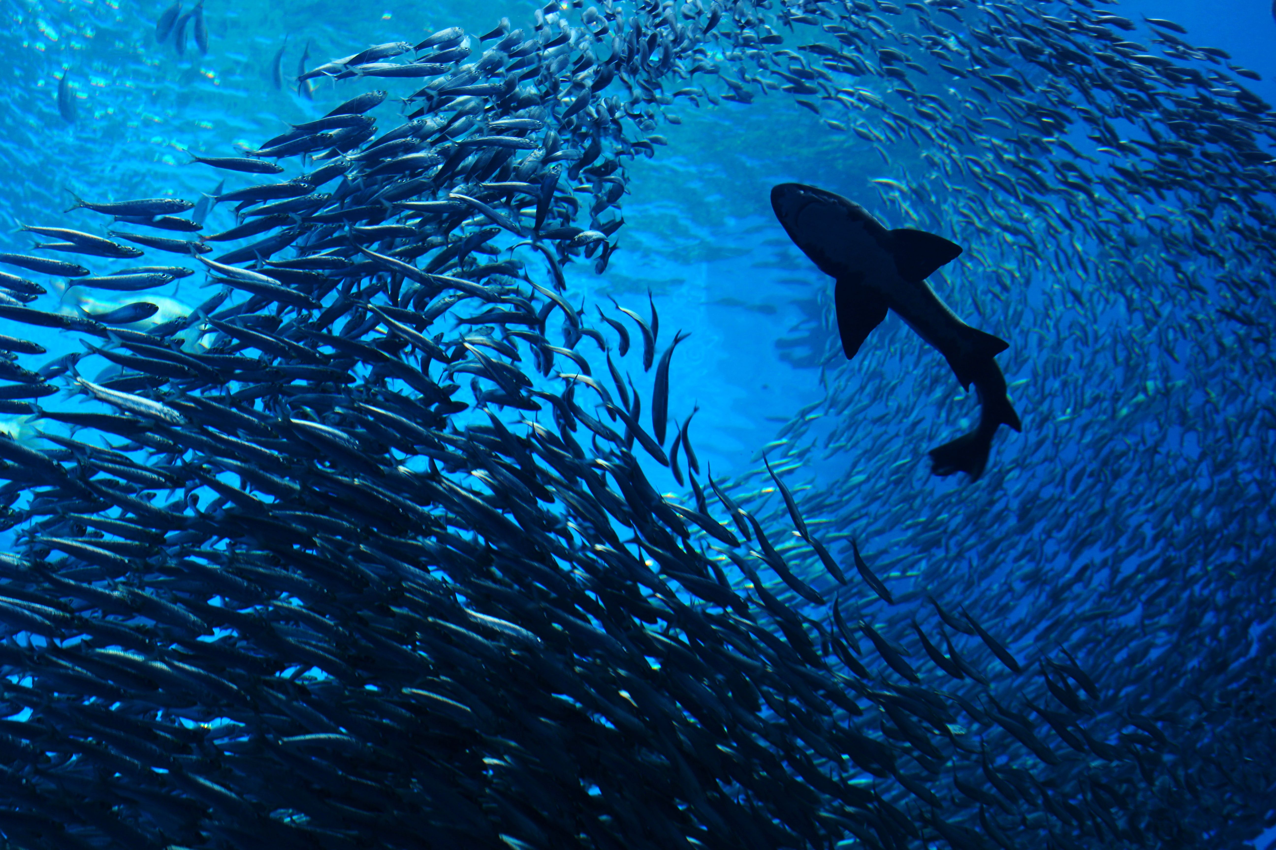 sharks ocean