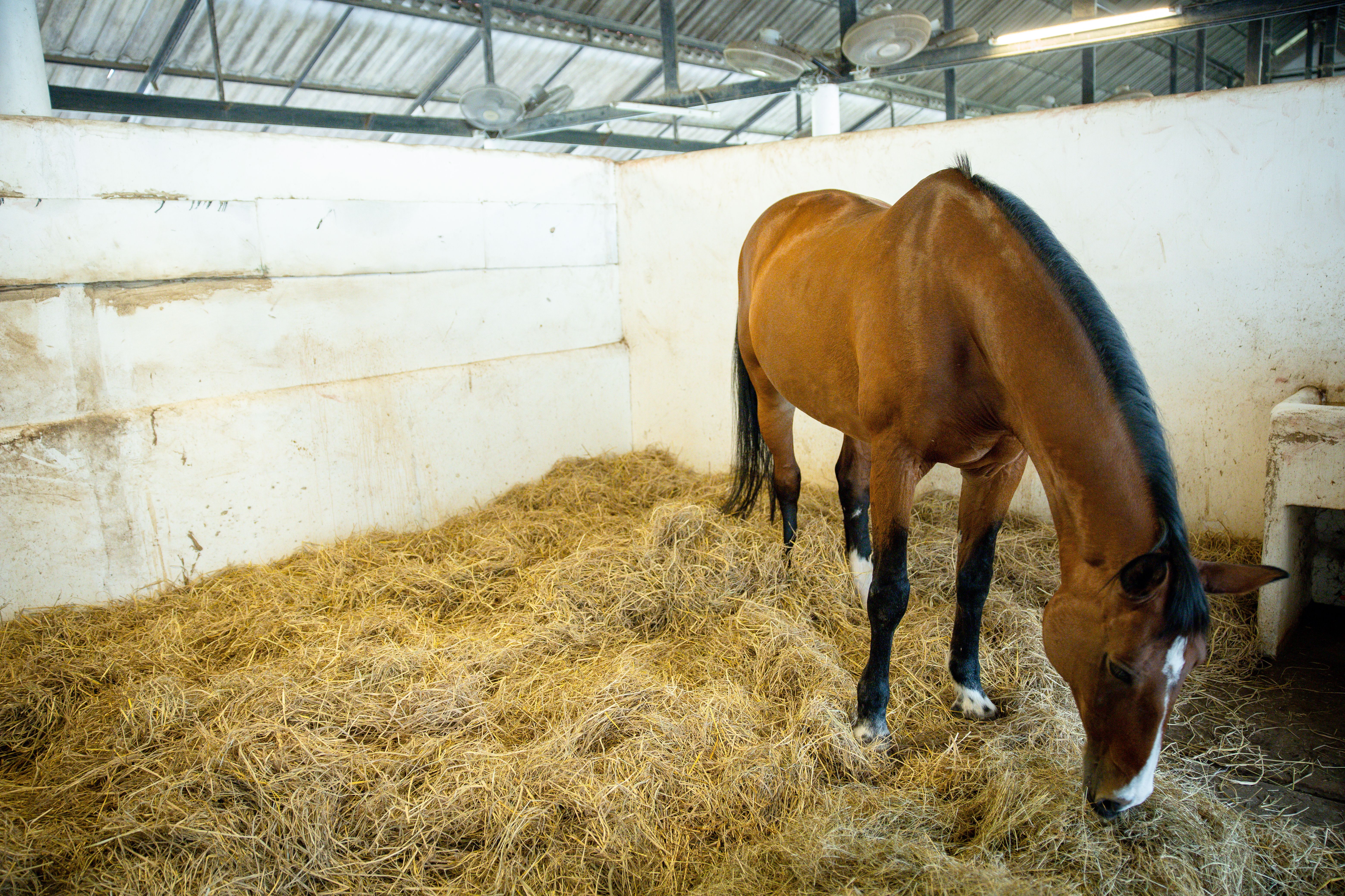 Close-Up of Brown Horse's Eyes and Body in Stable with Training Arena in Background Close-Up of Brown Horse's Eyes and Body in Stable with Training Arena in Background