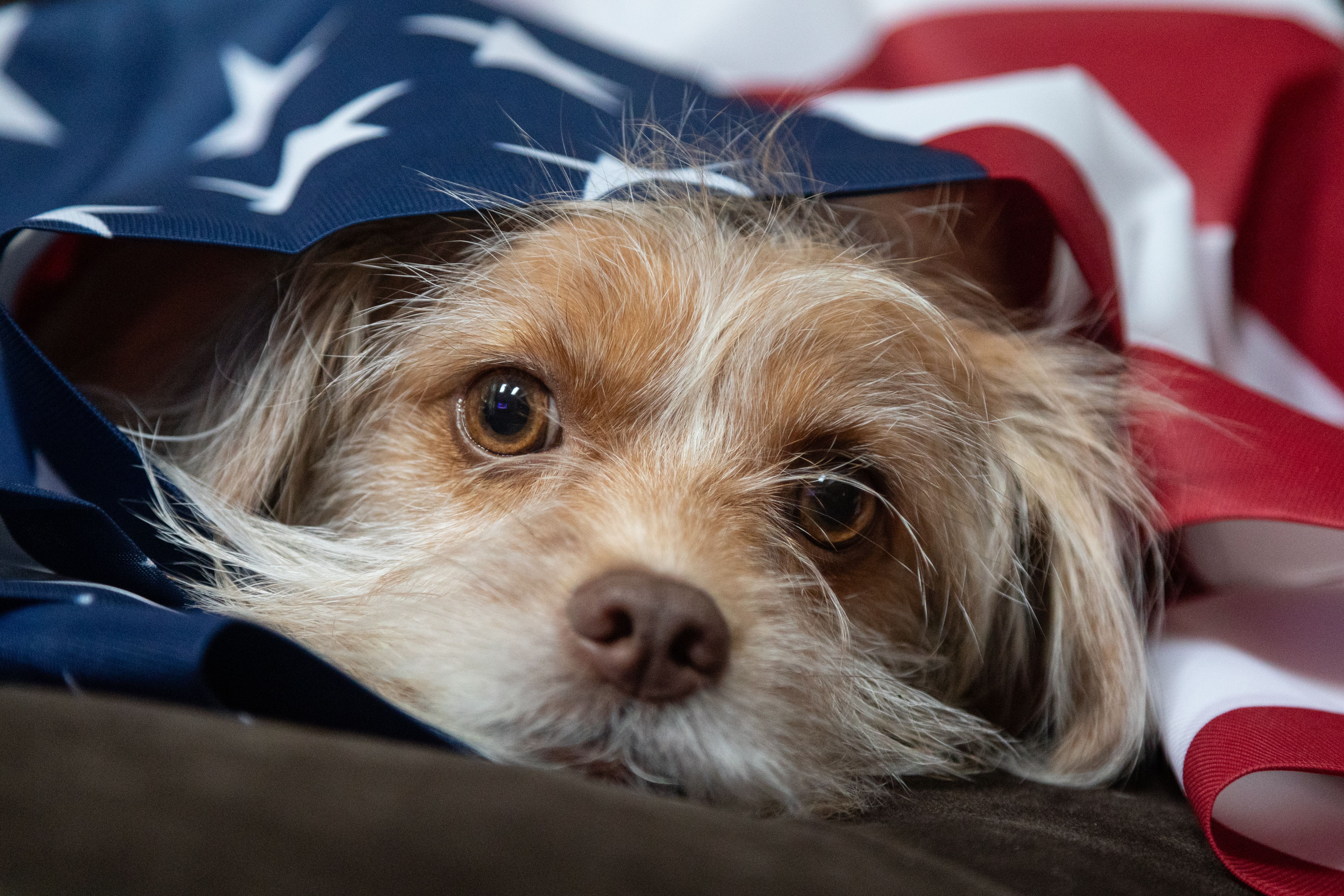 How to Prepare Your Yorkie for Winter in Washington