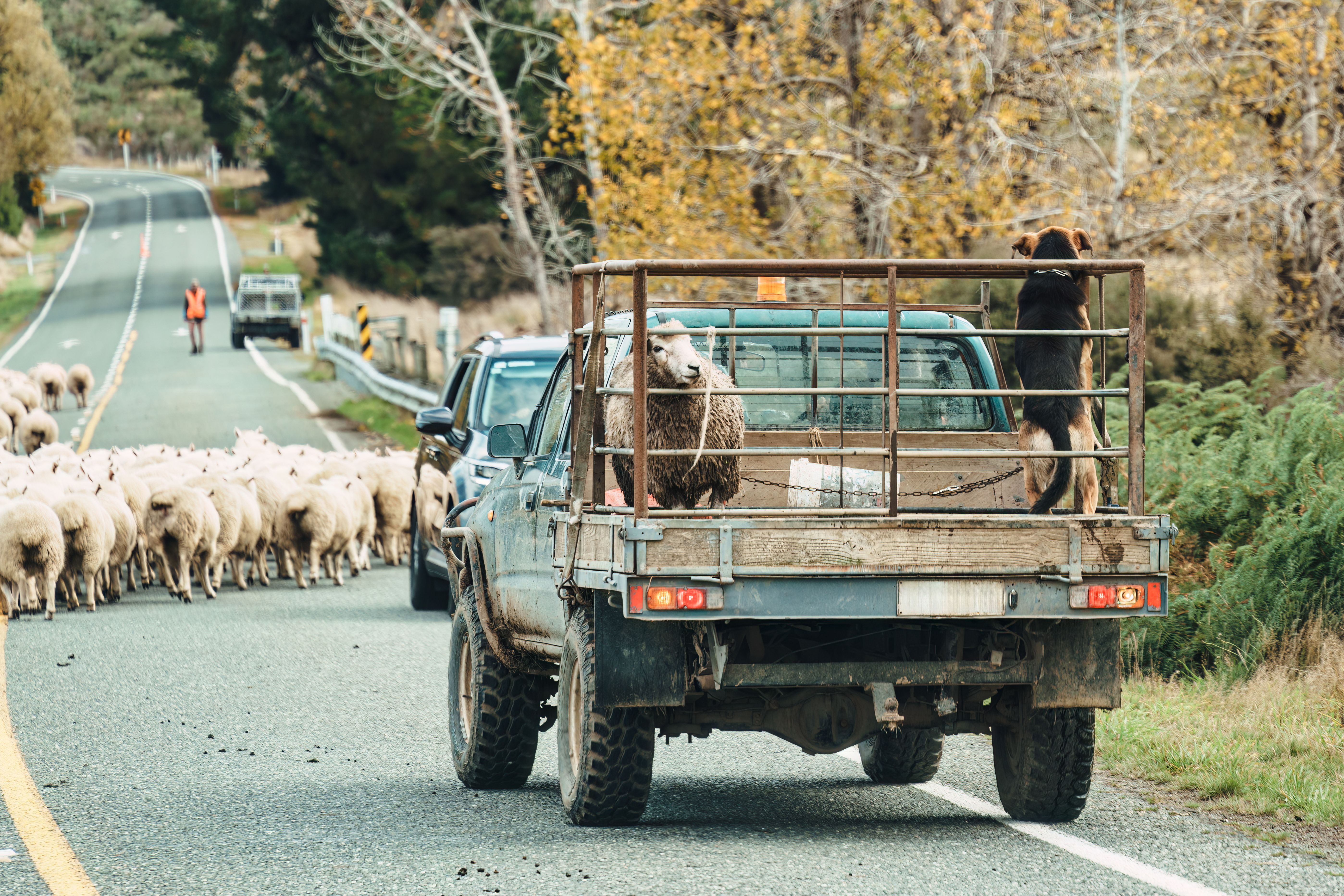 Shepherd herding sheep into stall after releasing them to graze in rural field Shepherd herding sheep into stall after releasing them to graze in rural field