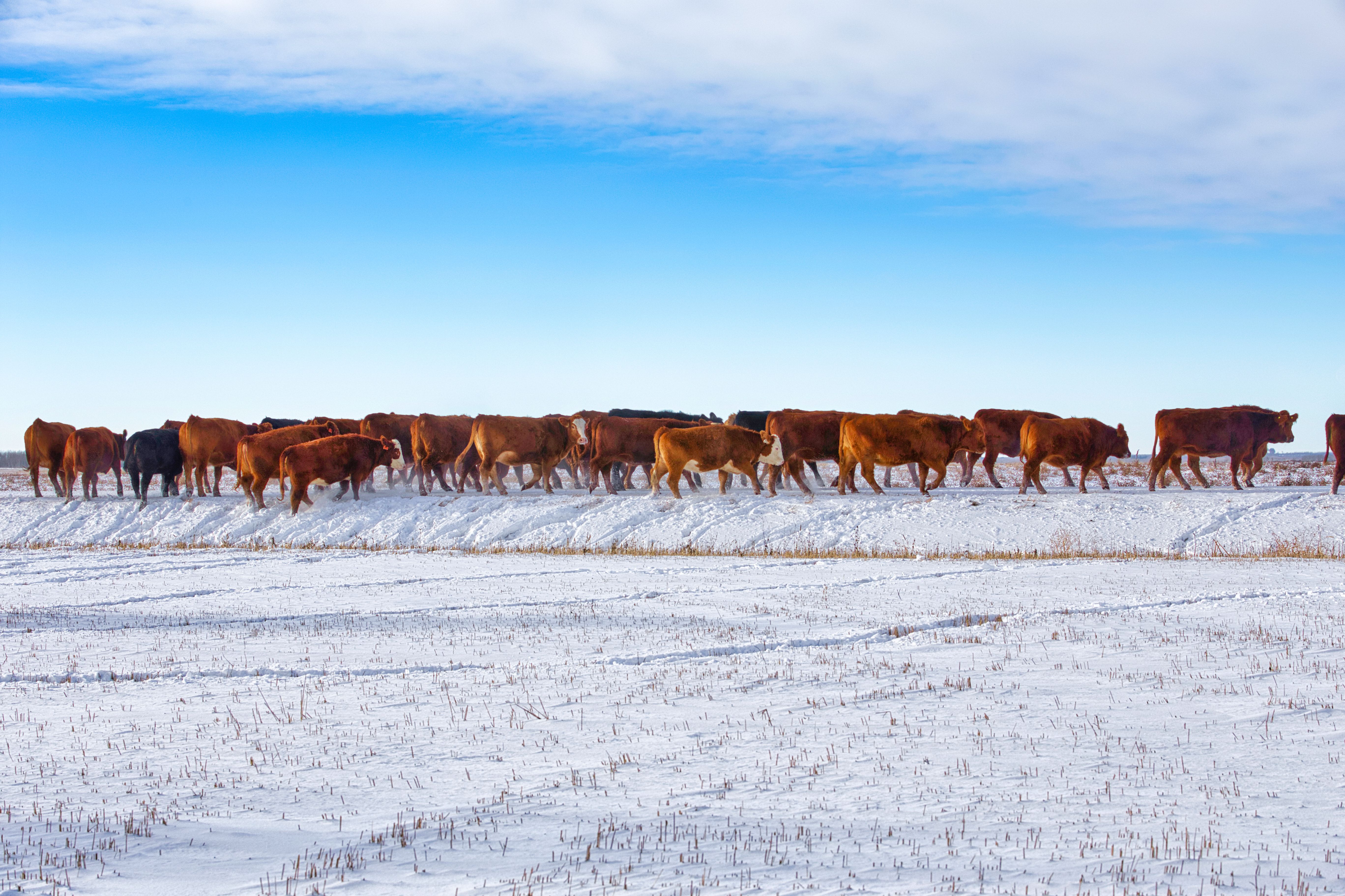 cattle pasture winter