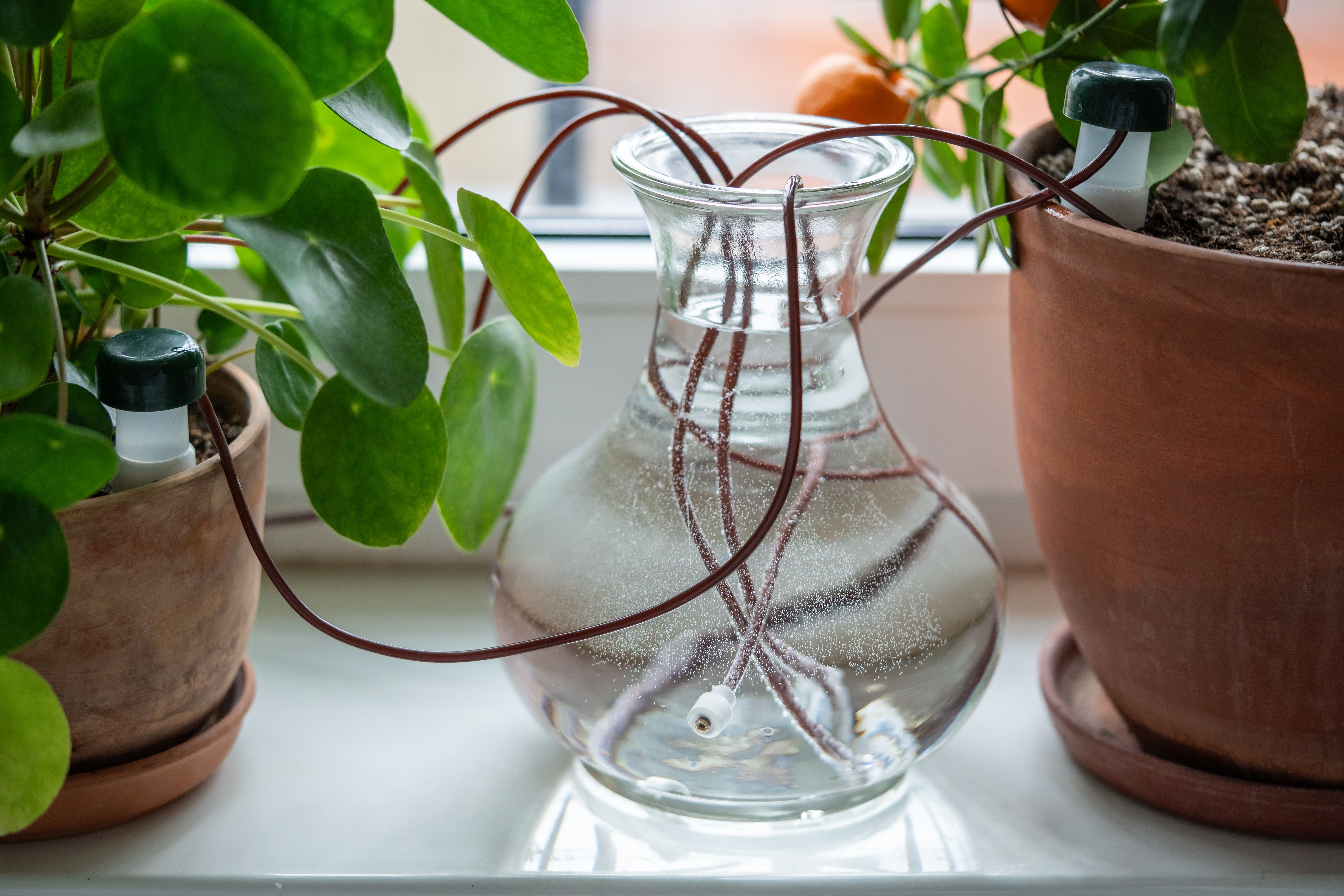 houseplant