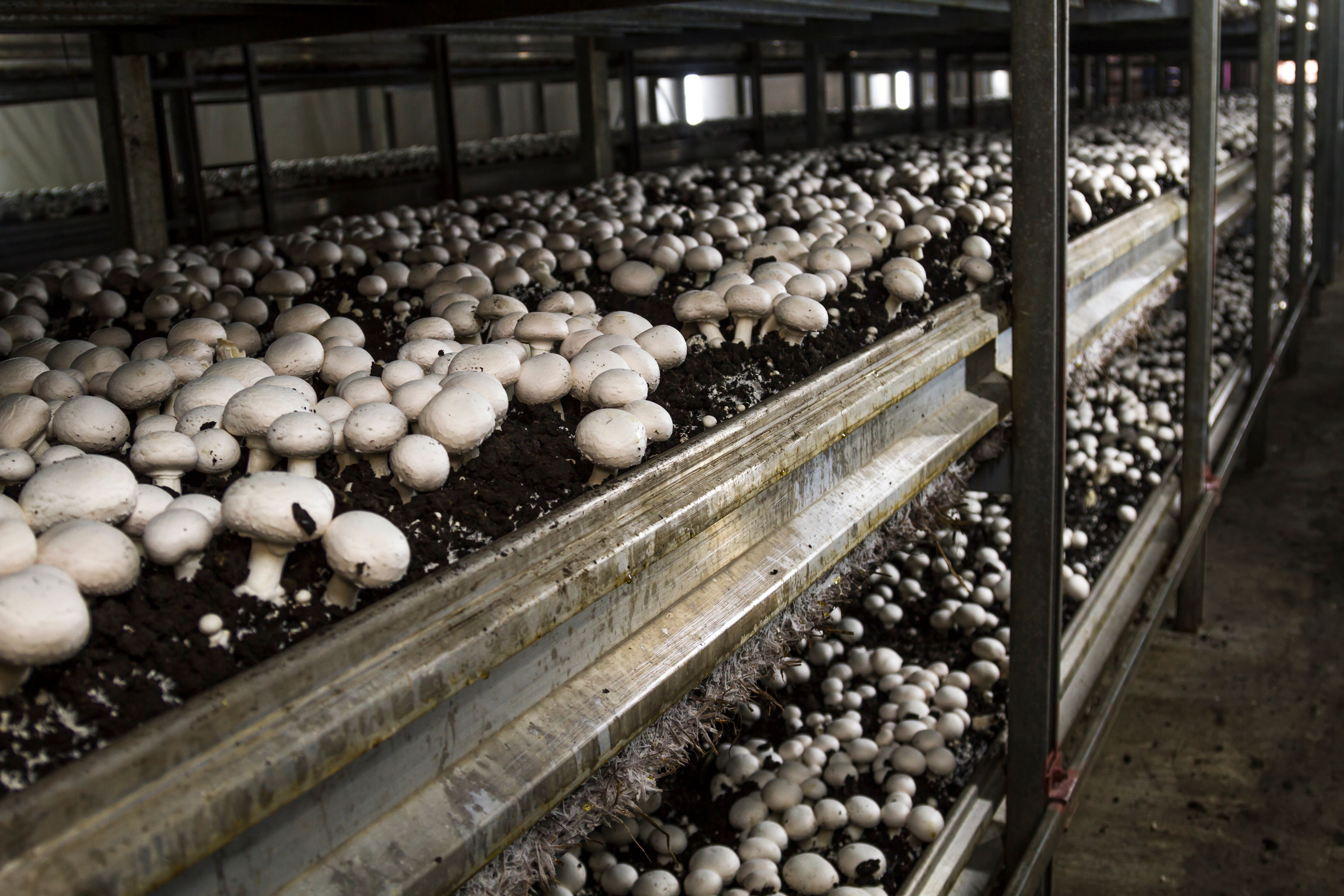 mushroom farming