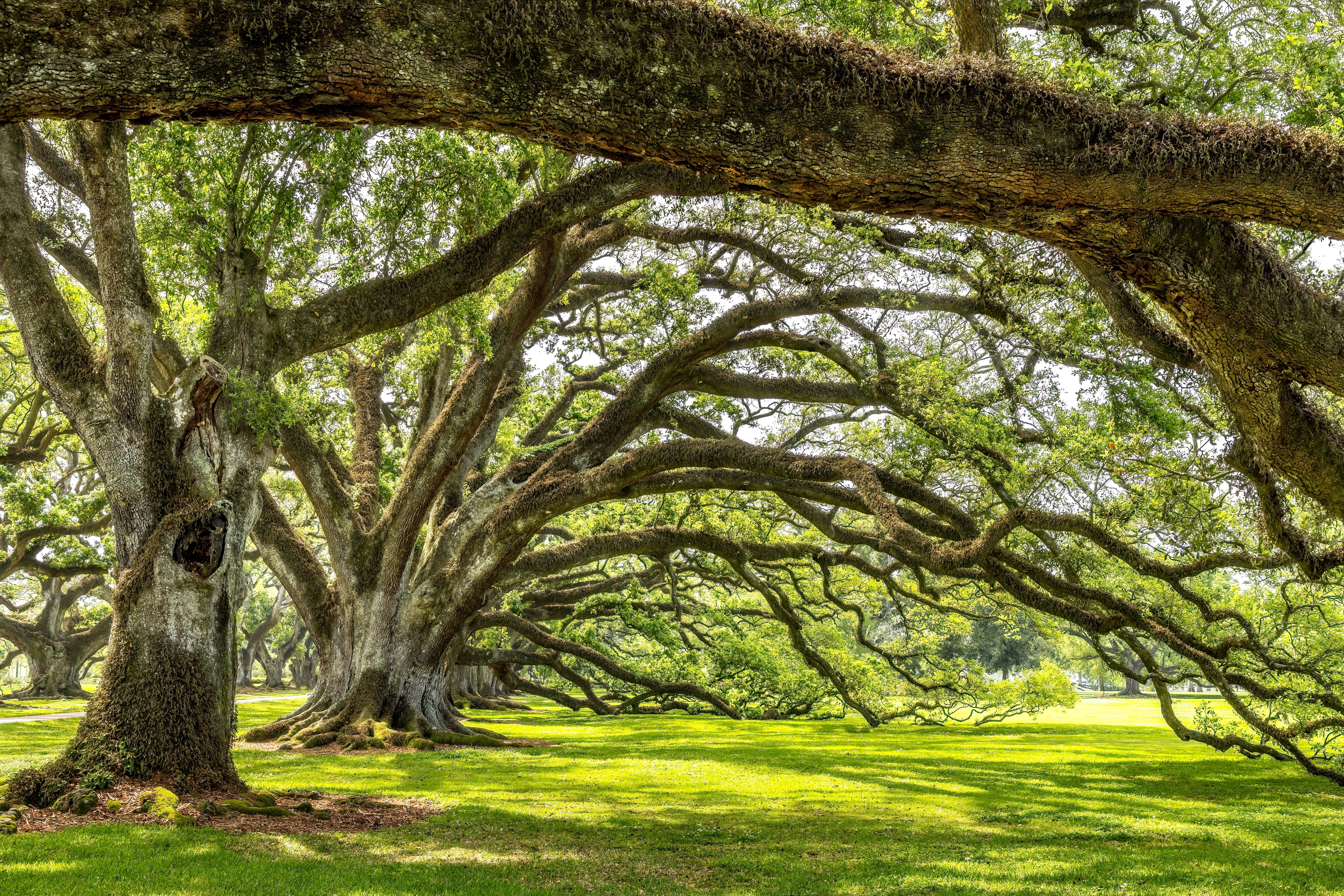 louisiana landscape