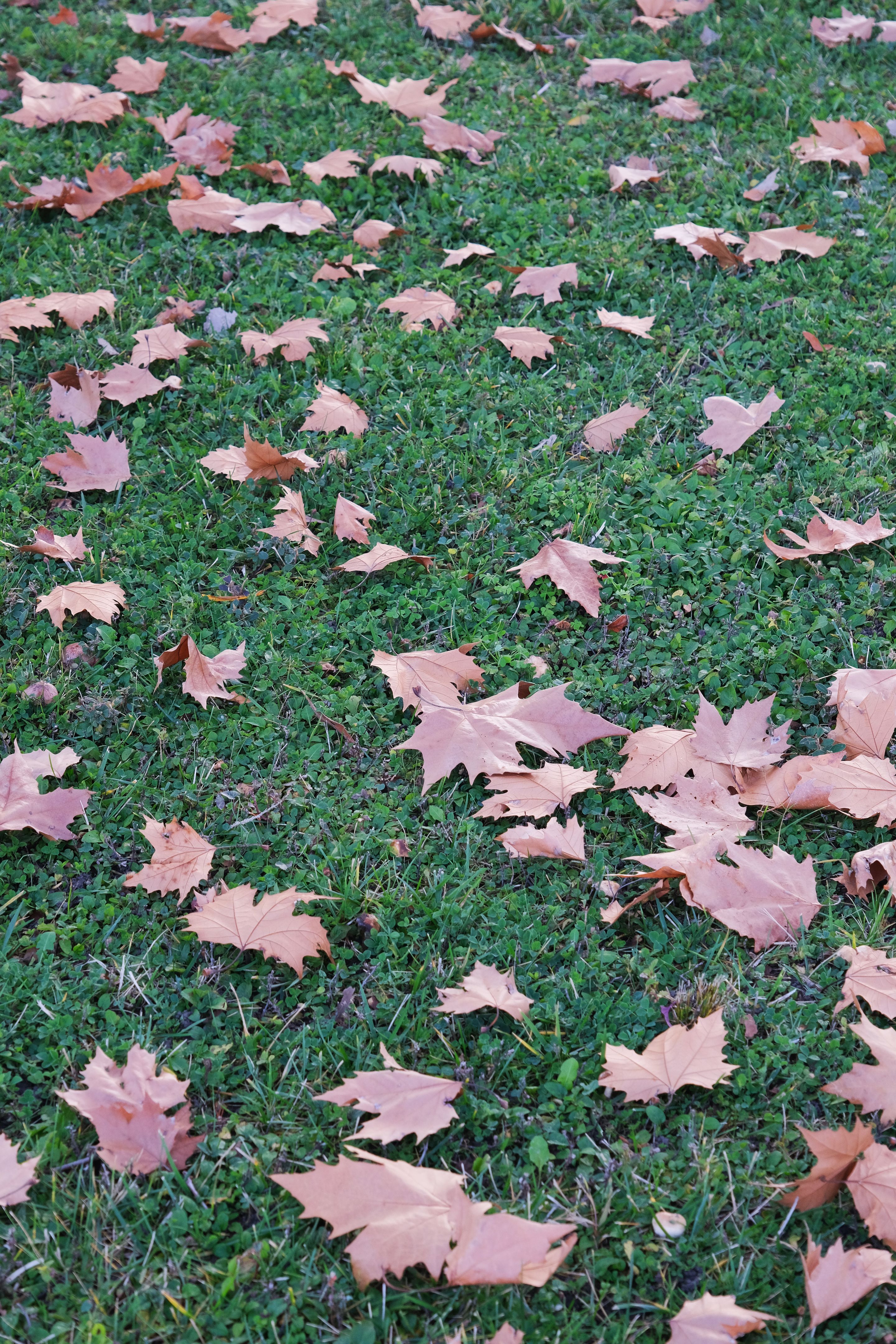 fall leaves yard
