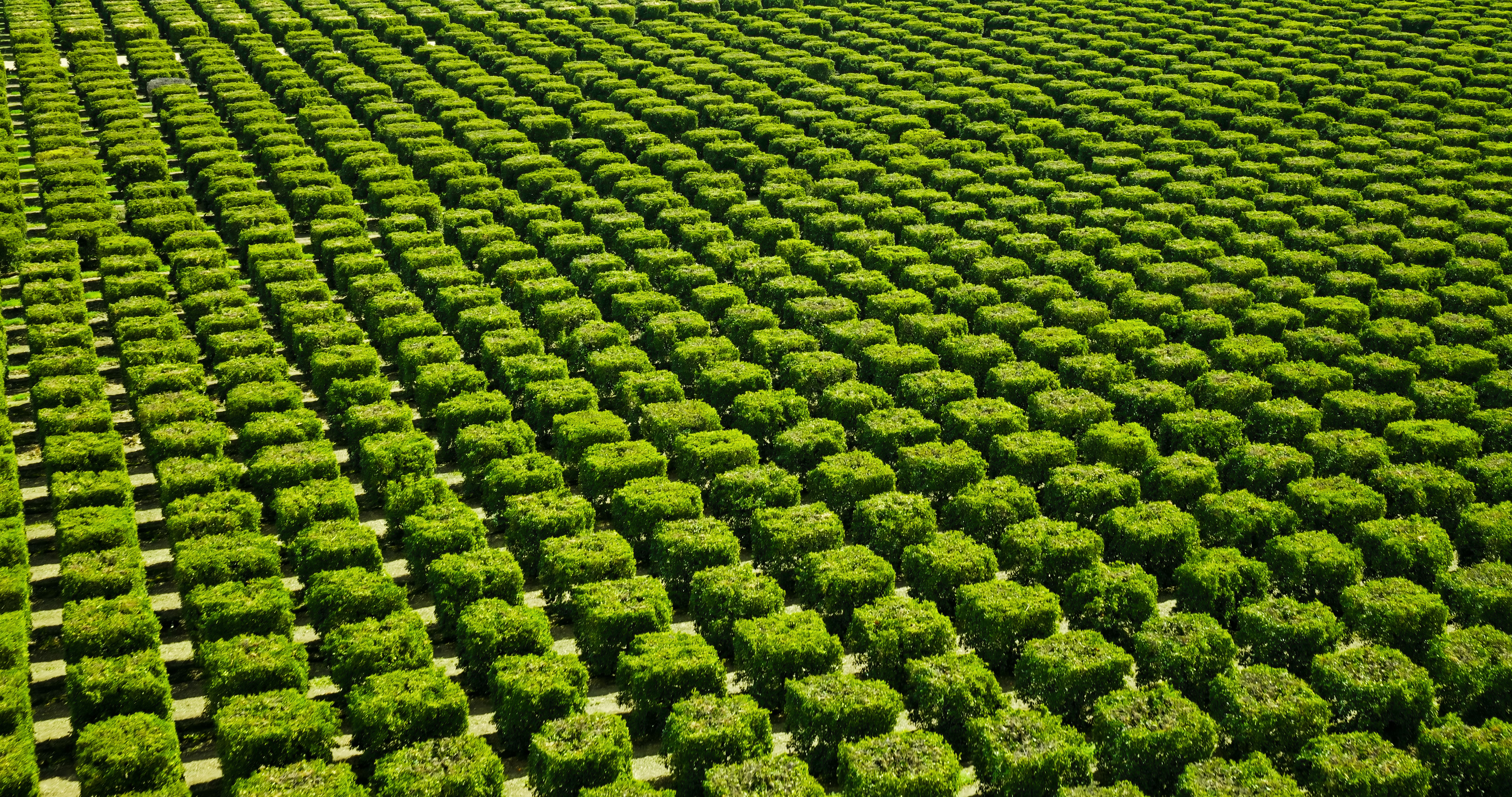 california farming