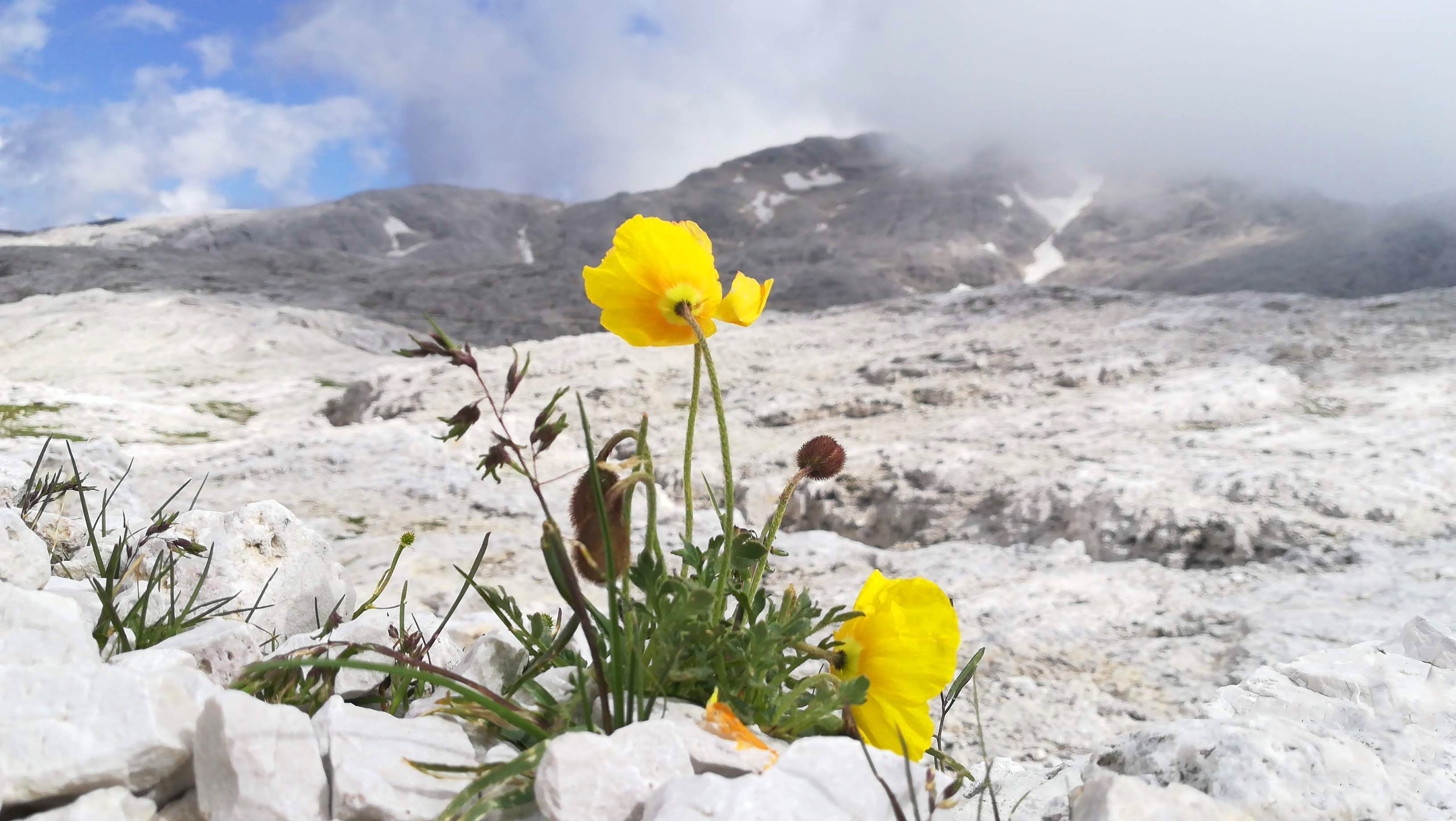 Yellow poppy flower with dolomiti mountain background Yellow poppy flower with dolomiti mountain background
