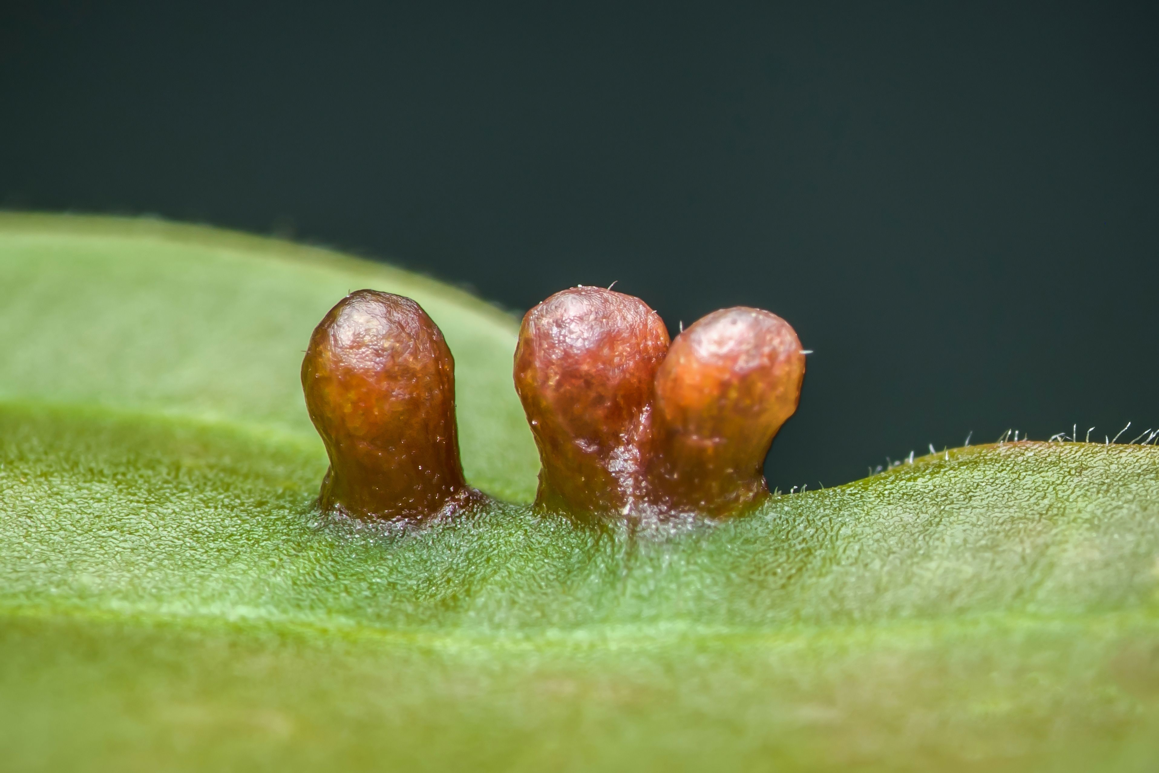 research pest control