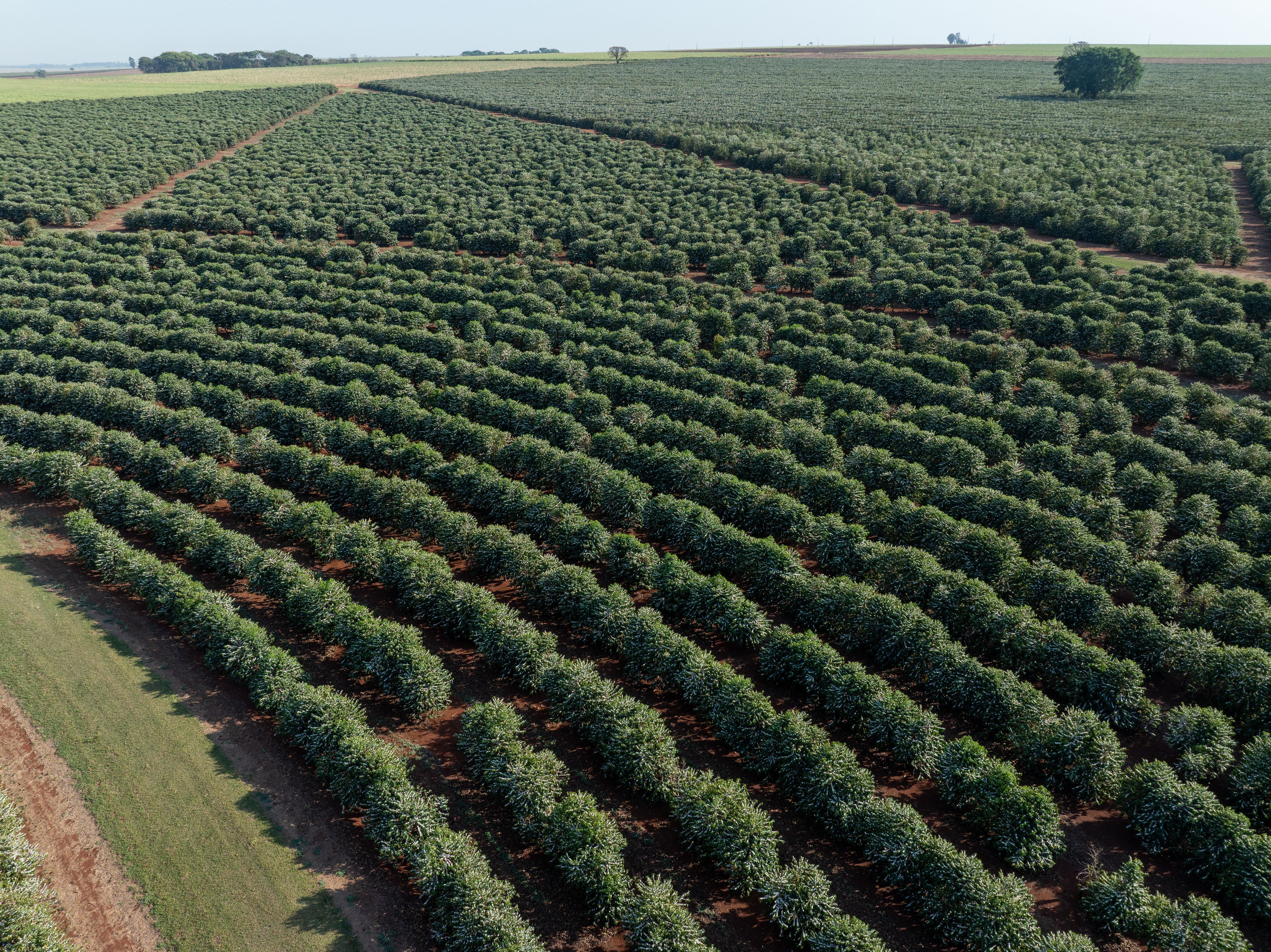 brazilian coffee farm