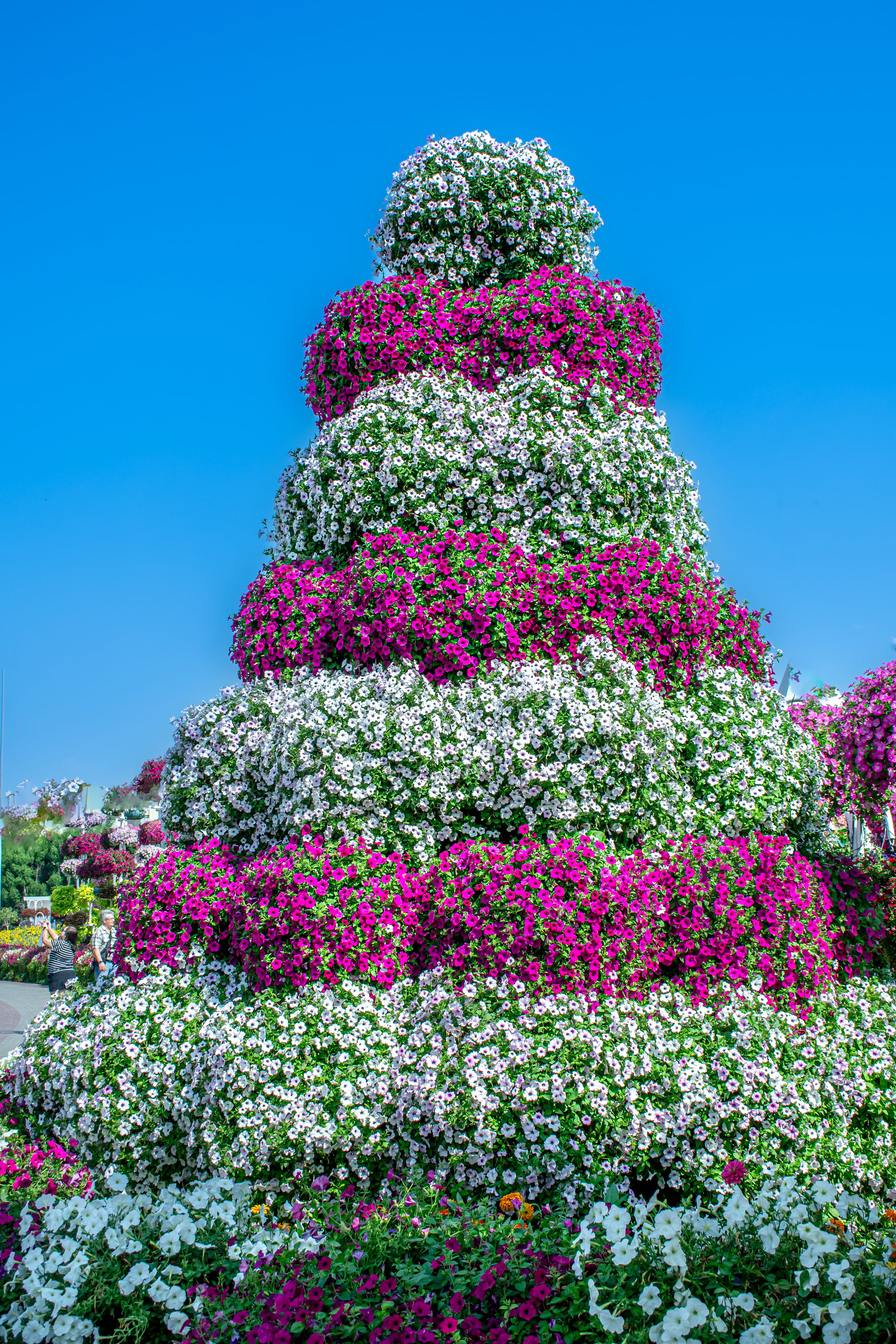 miracle garden flowers