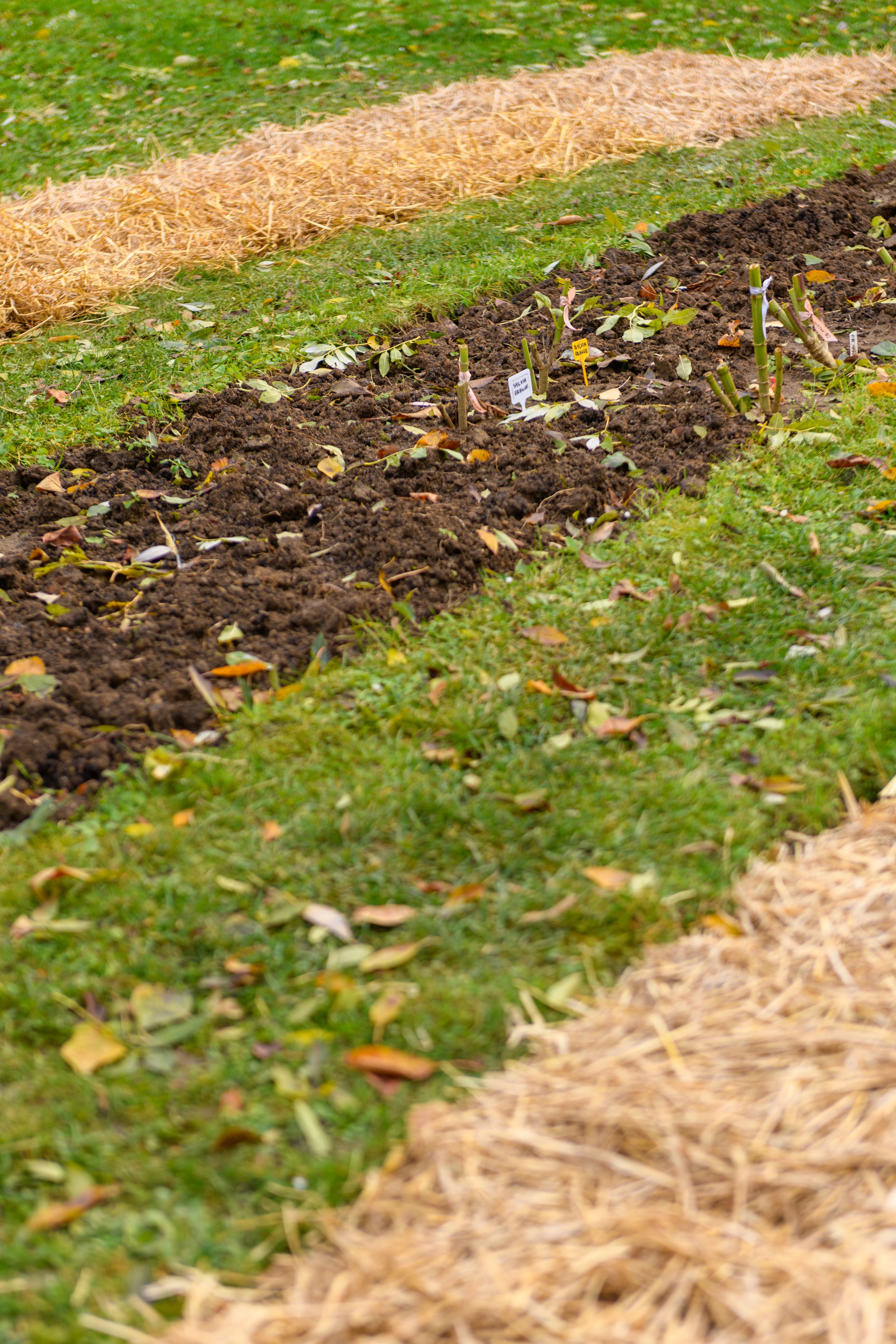 regenerative agriculture