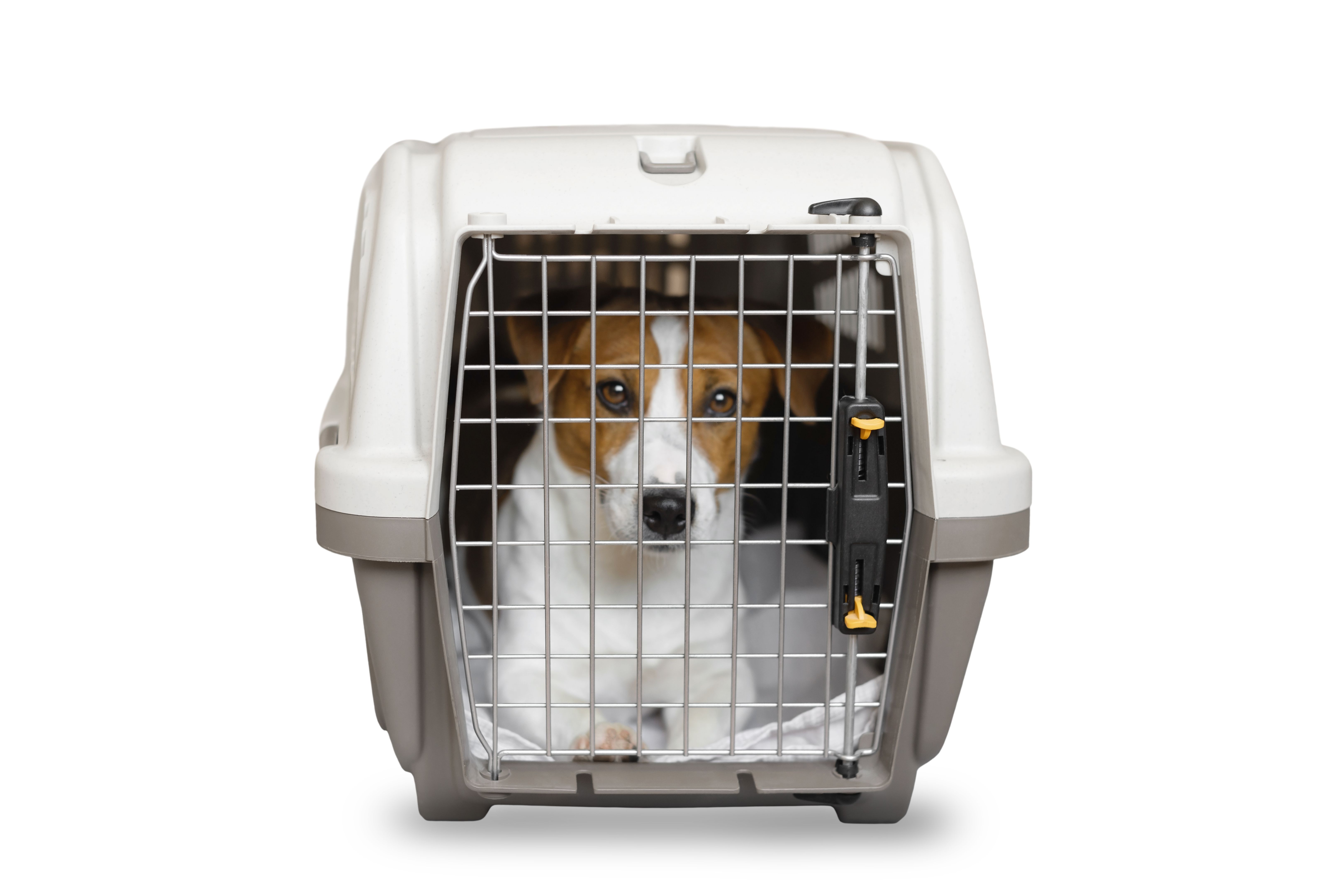 pet travel crate