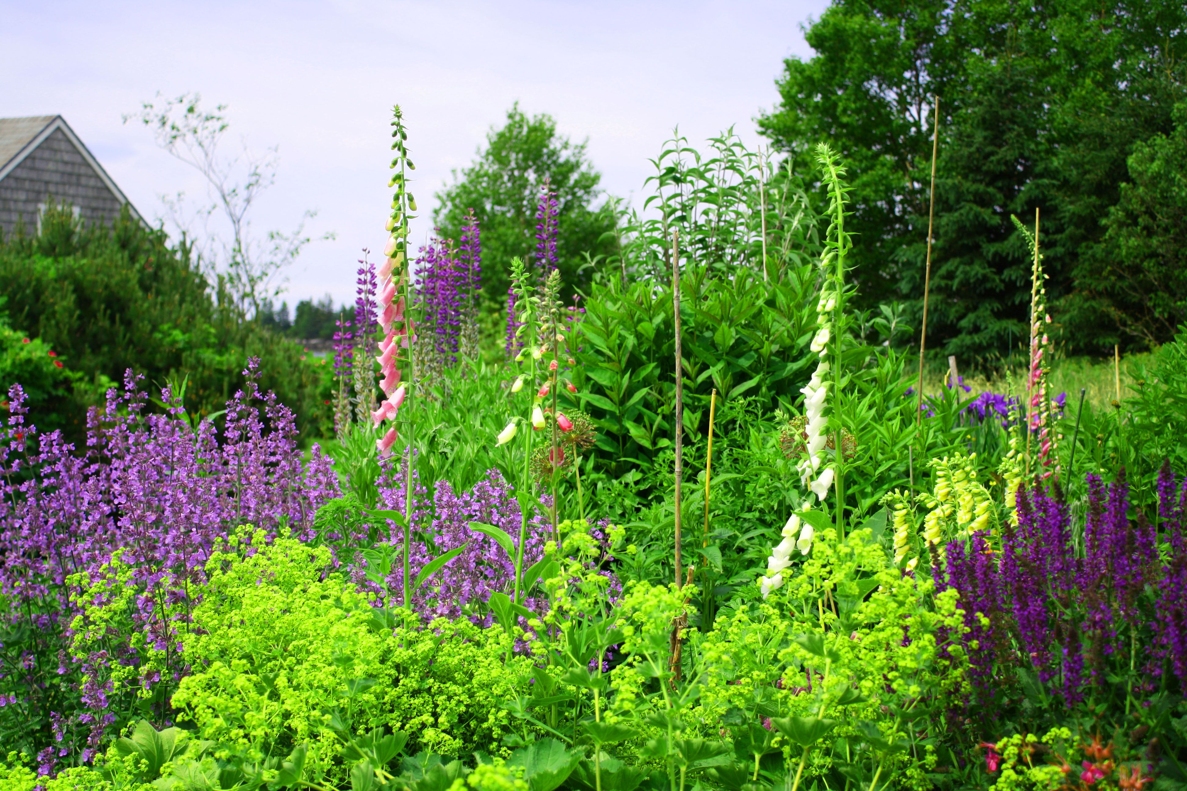 native plants garden