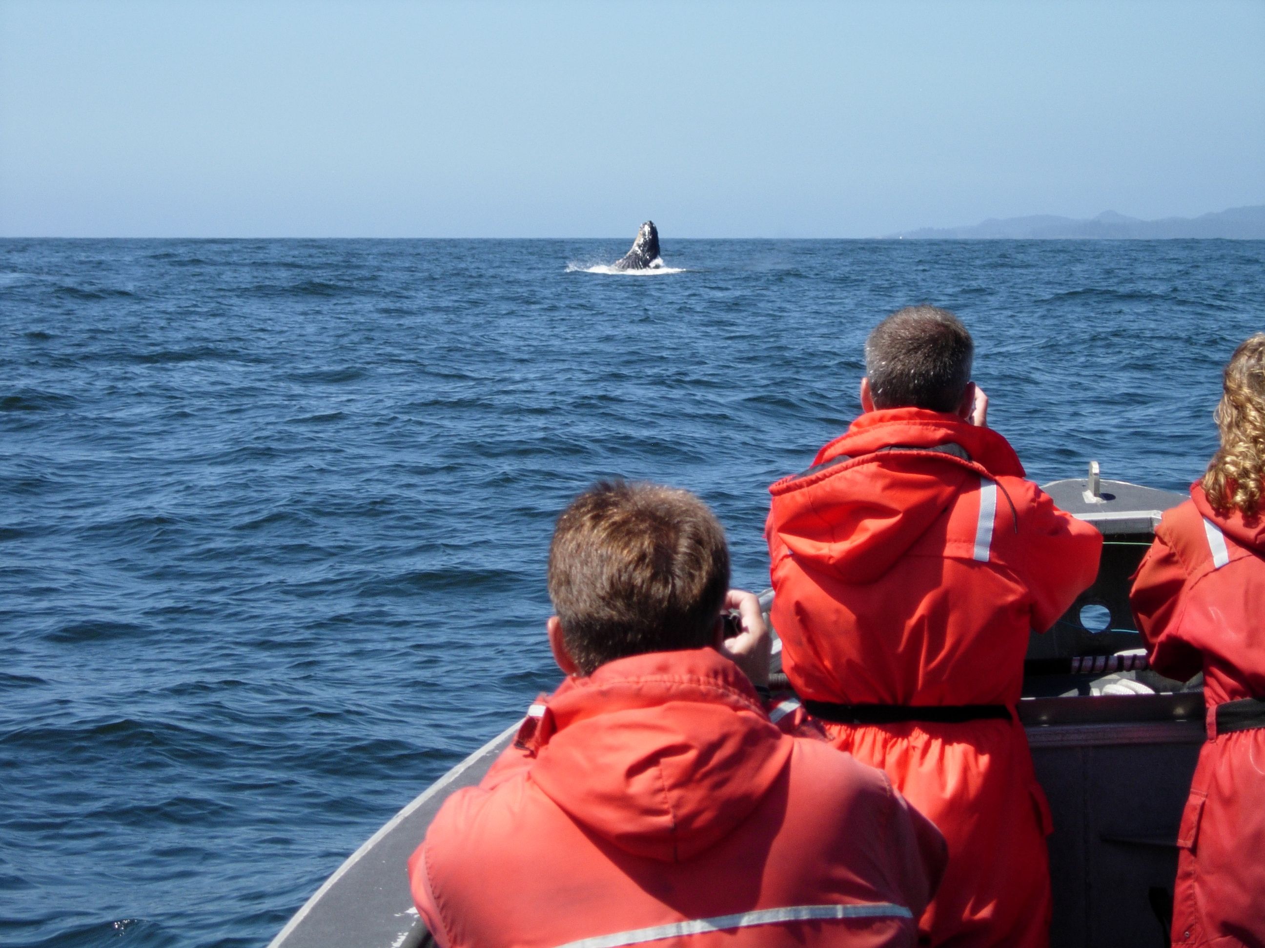 whale watching boat
