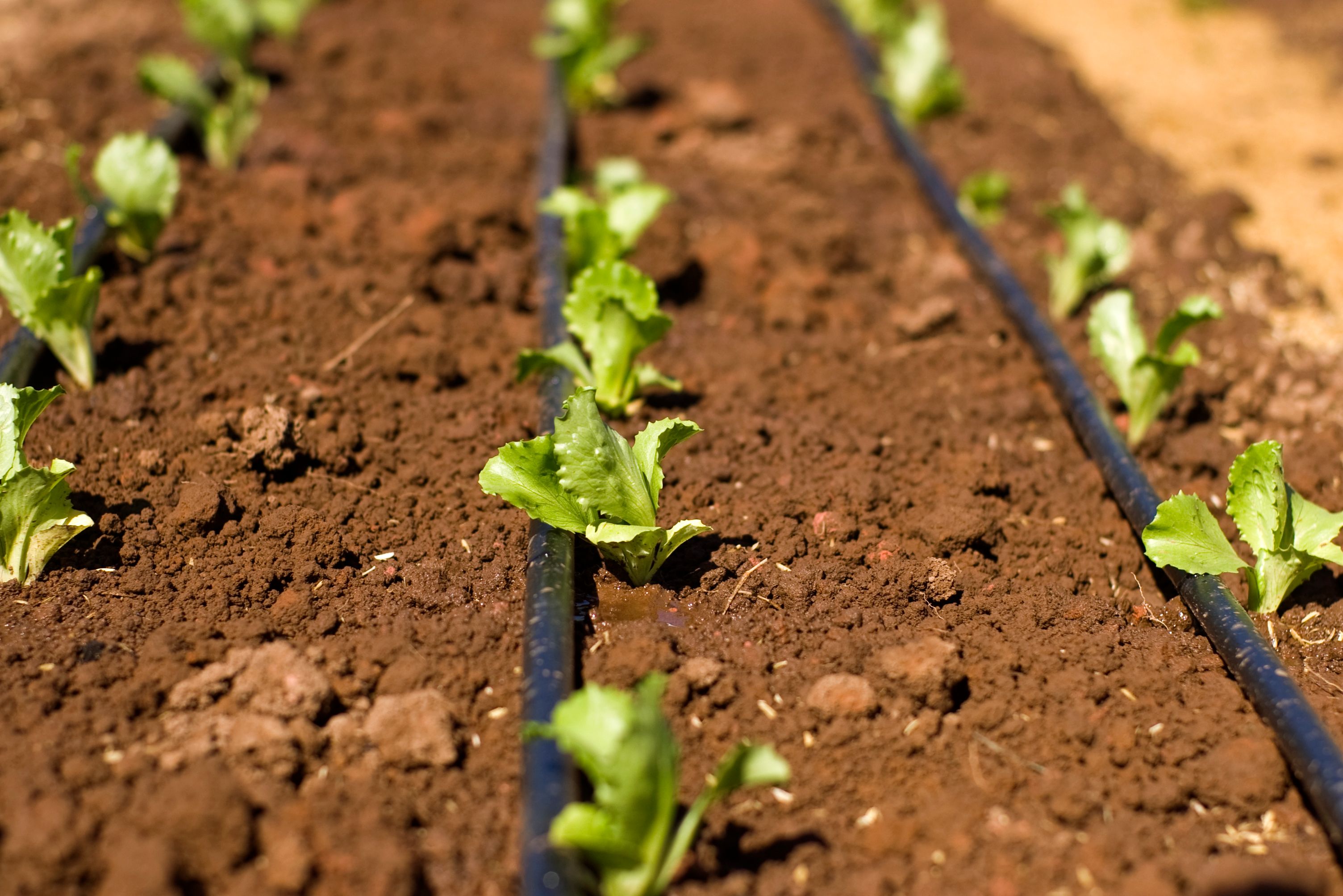 drip-irrigation
