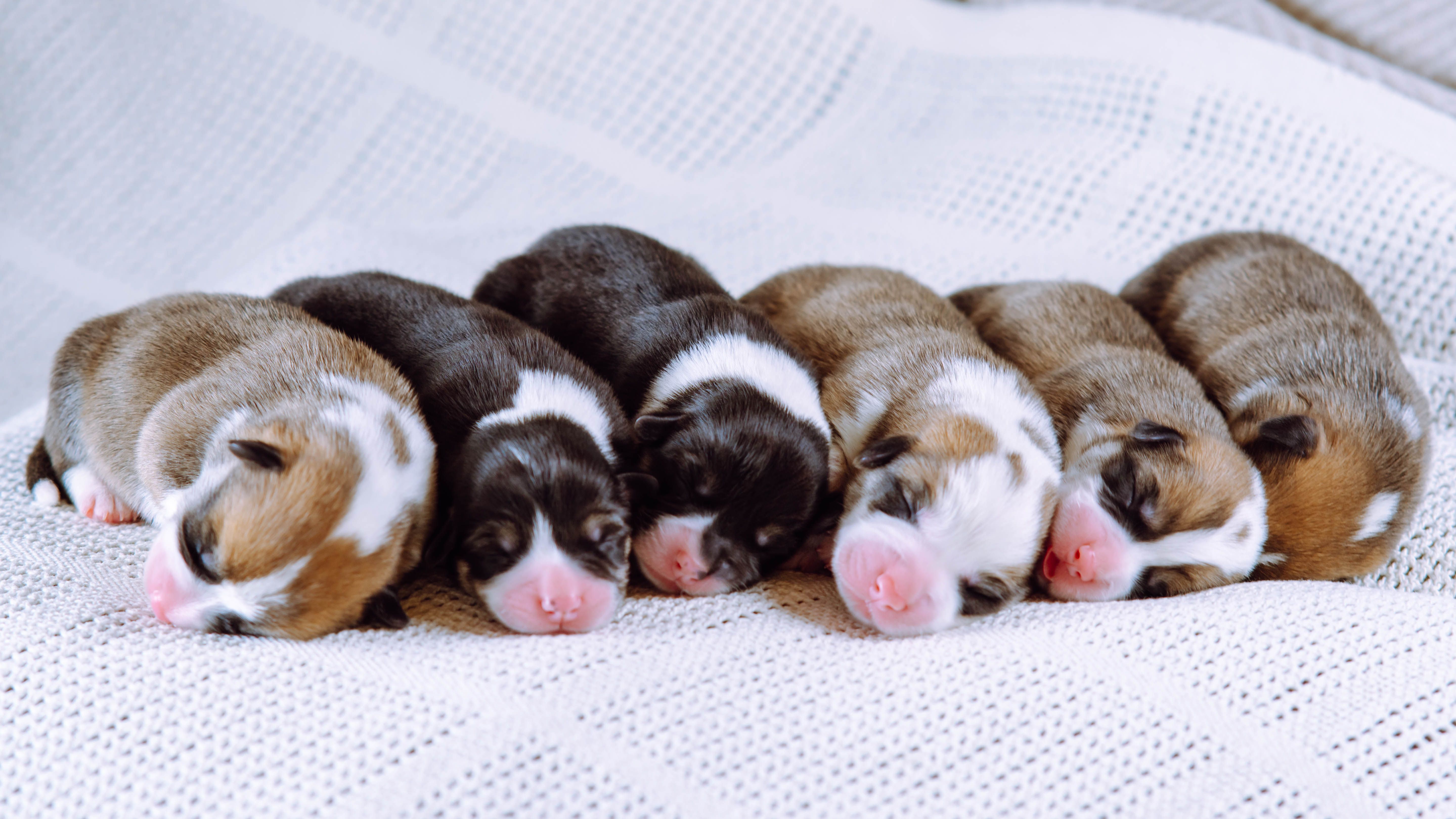 puppy care tips