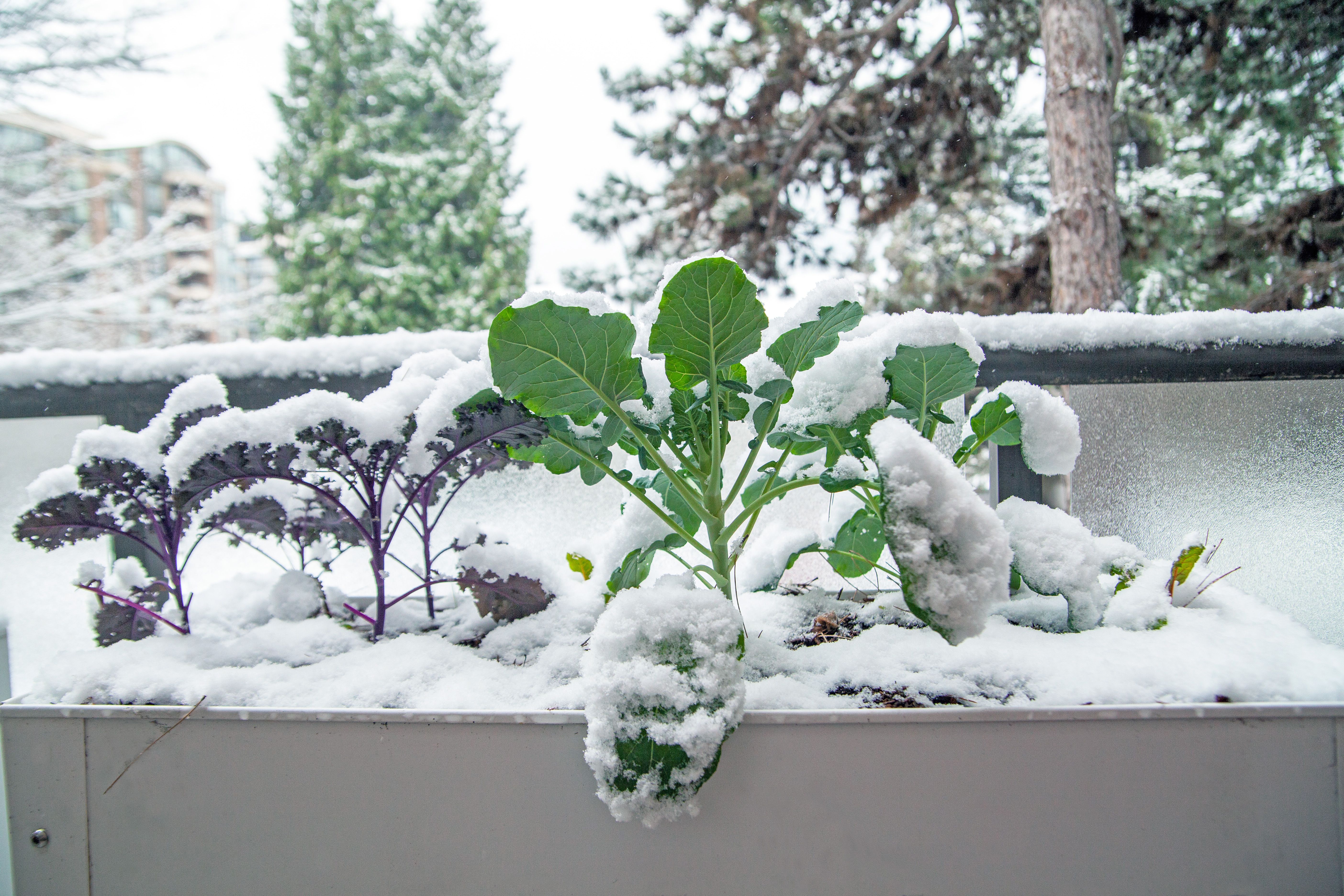 winter garden