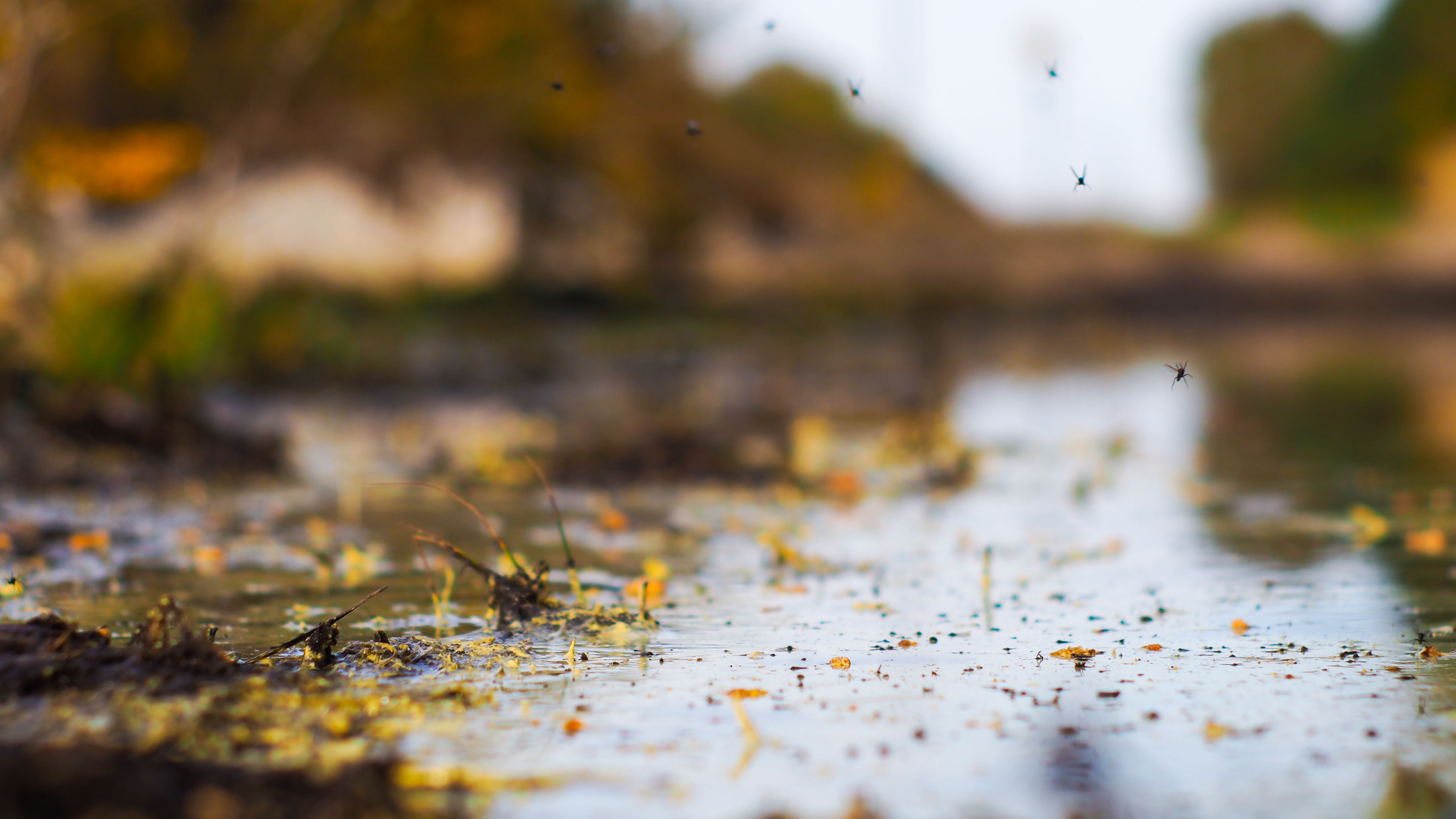 Rainwater pooling in community green areas after Phoenix storm, creating mosquito habitat. Rainwater pooling in community green areas after Phoenix storm, creating mosquito habitat.