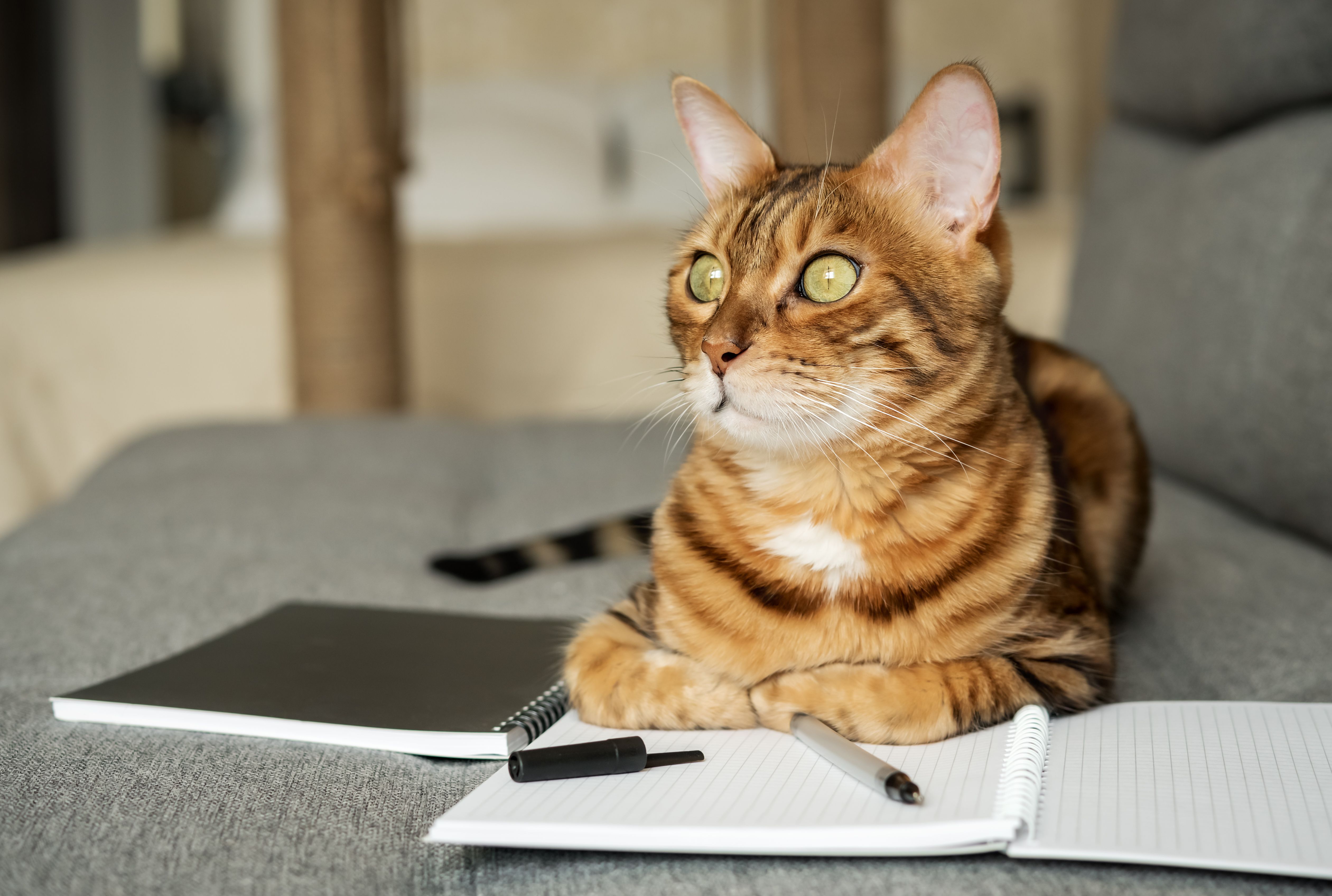 Bengal cat on the sofa with an open notebook or notepad.