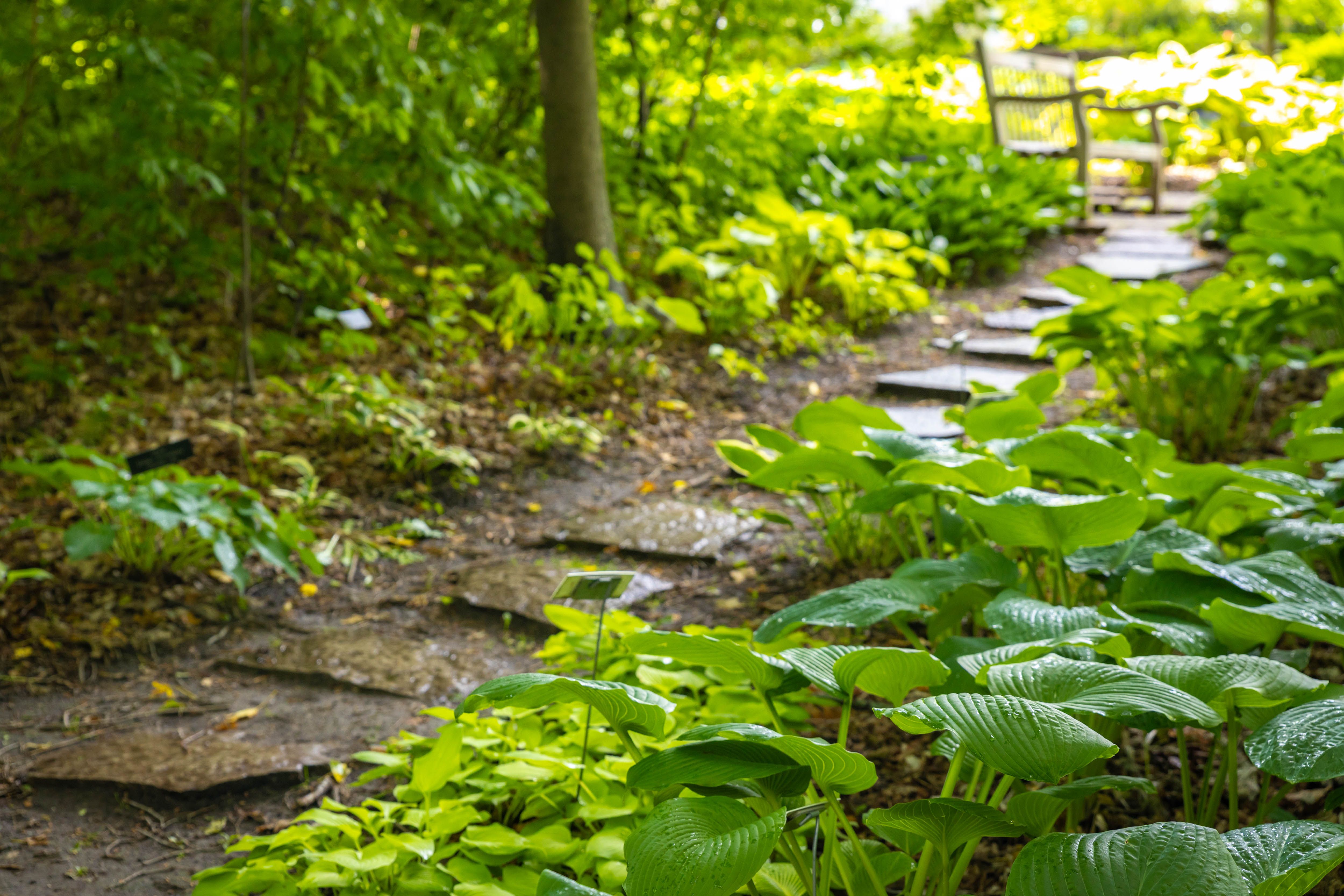stone pathway garden