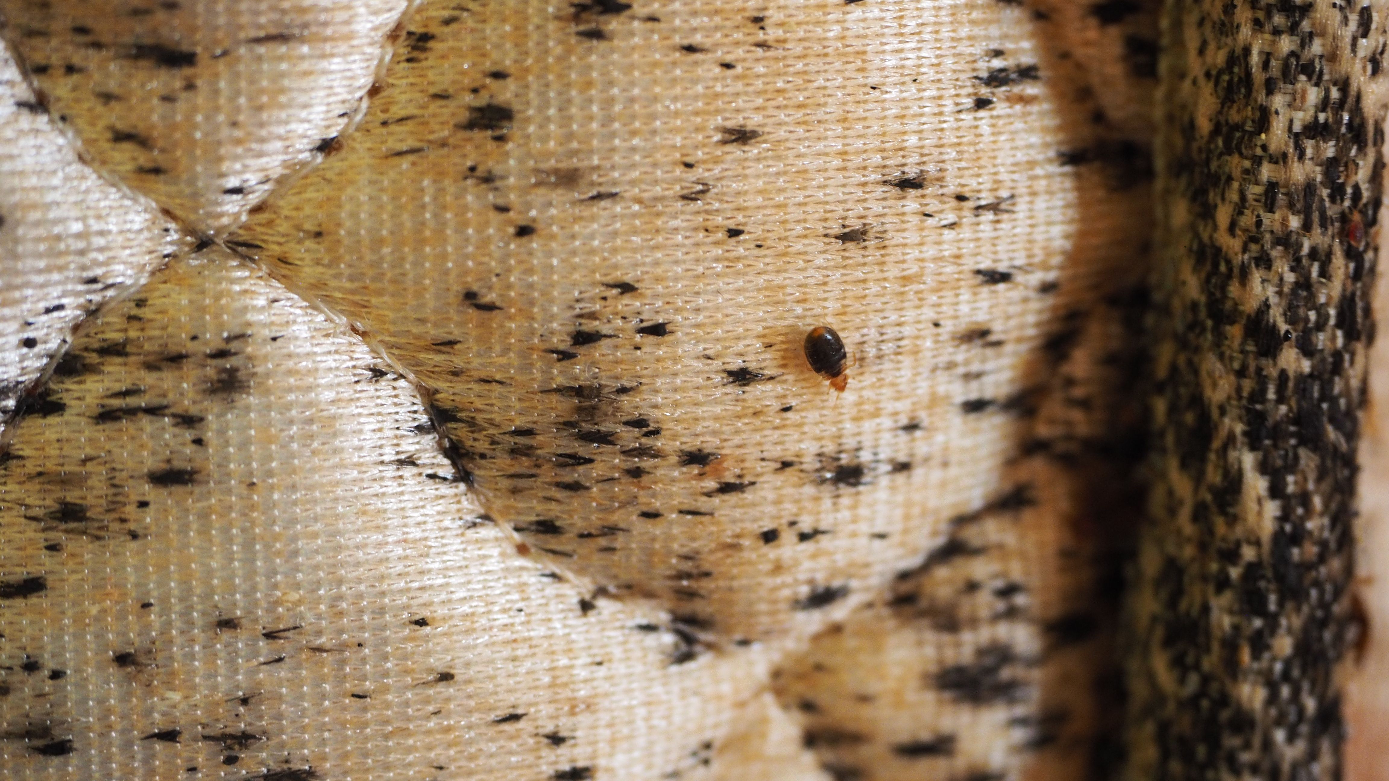 bed bugs mattress