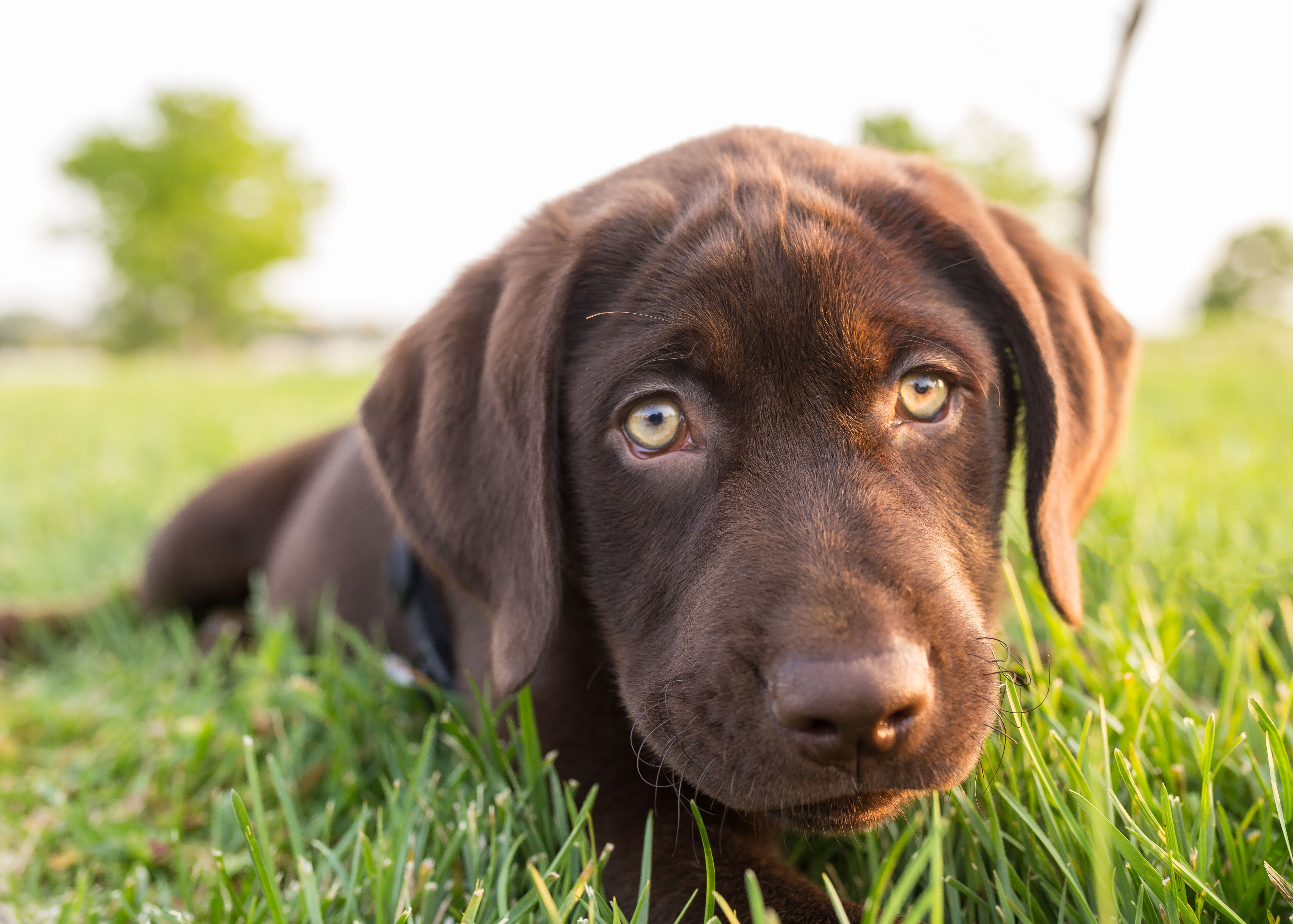 chocolate labrador