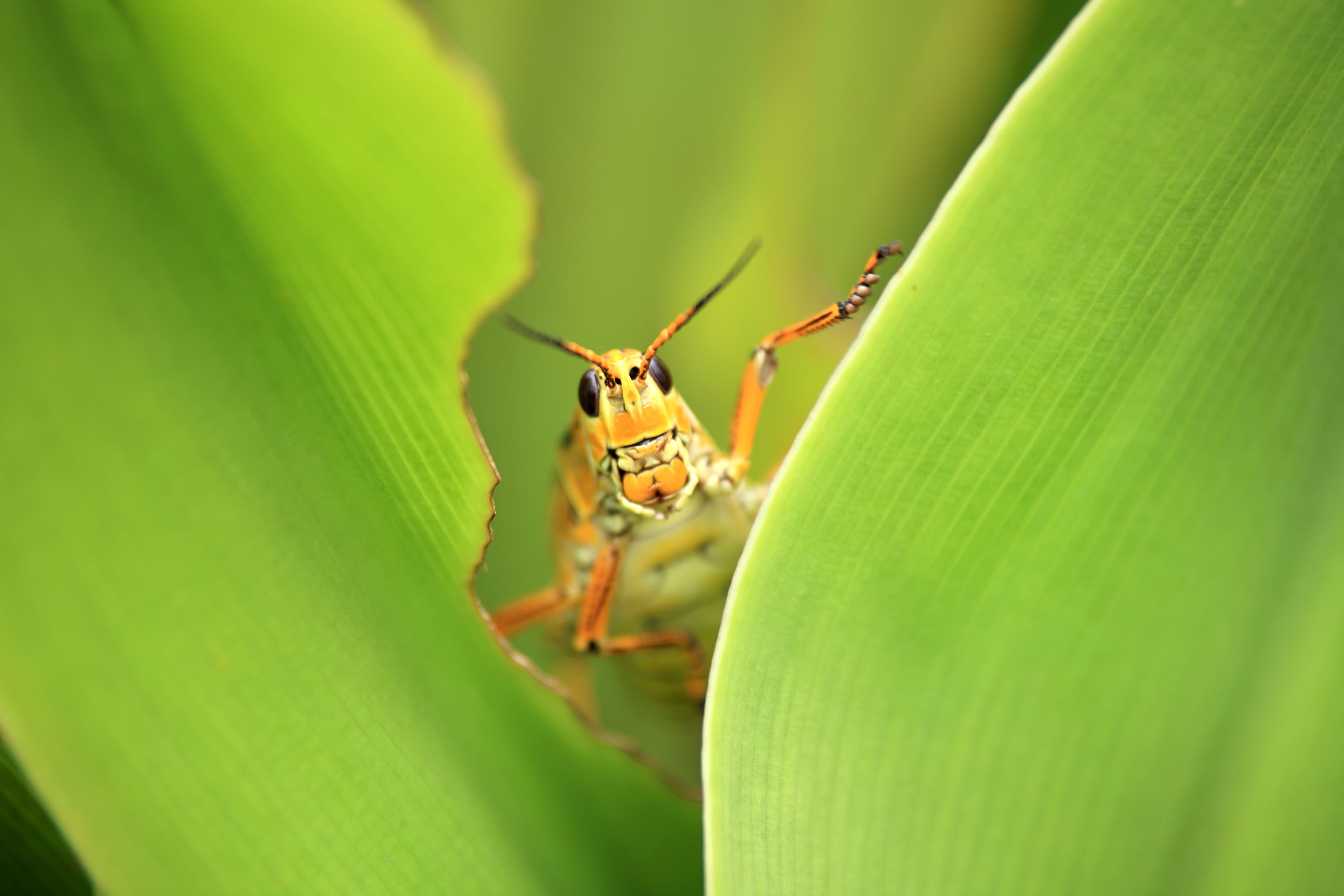 lawn pests
