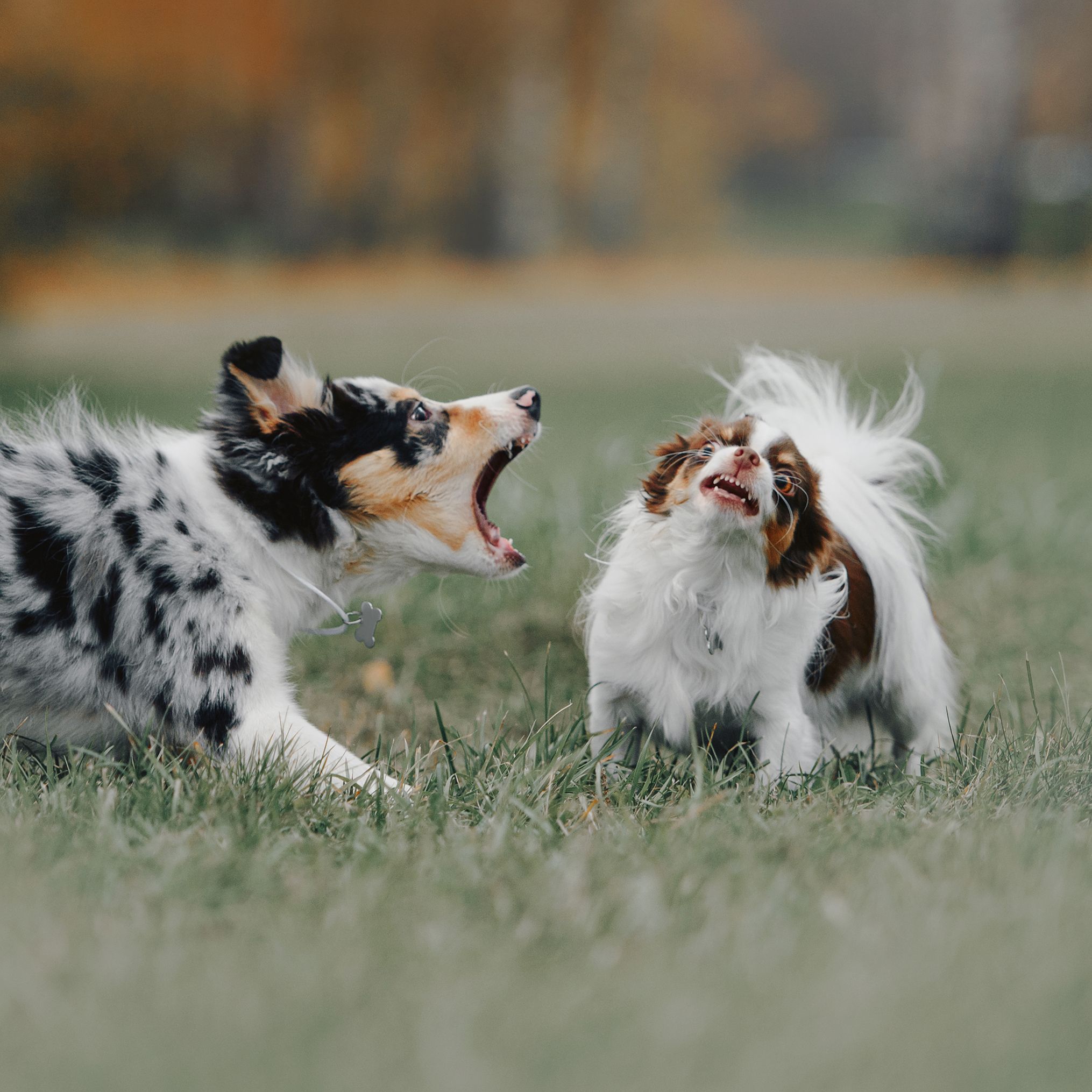 border collie puppy and chihuahua dog barking at each other outdoors border collie puppy and chihuahua dog barking at each other outdoors