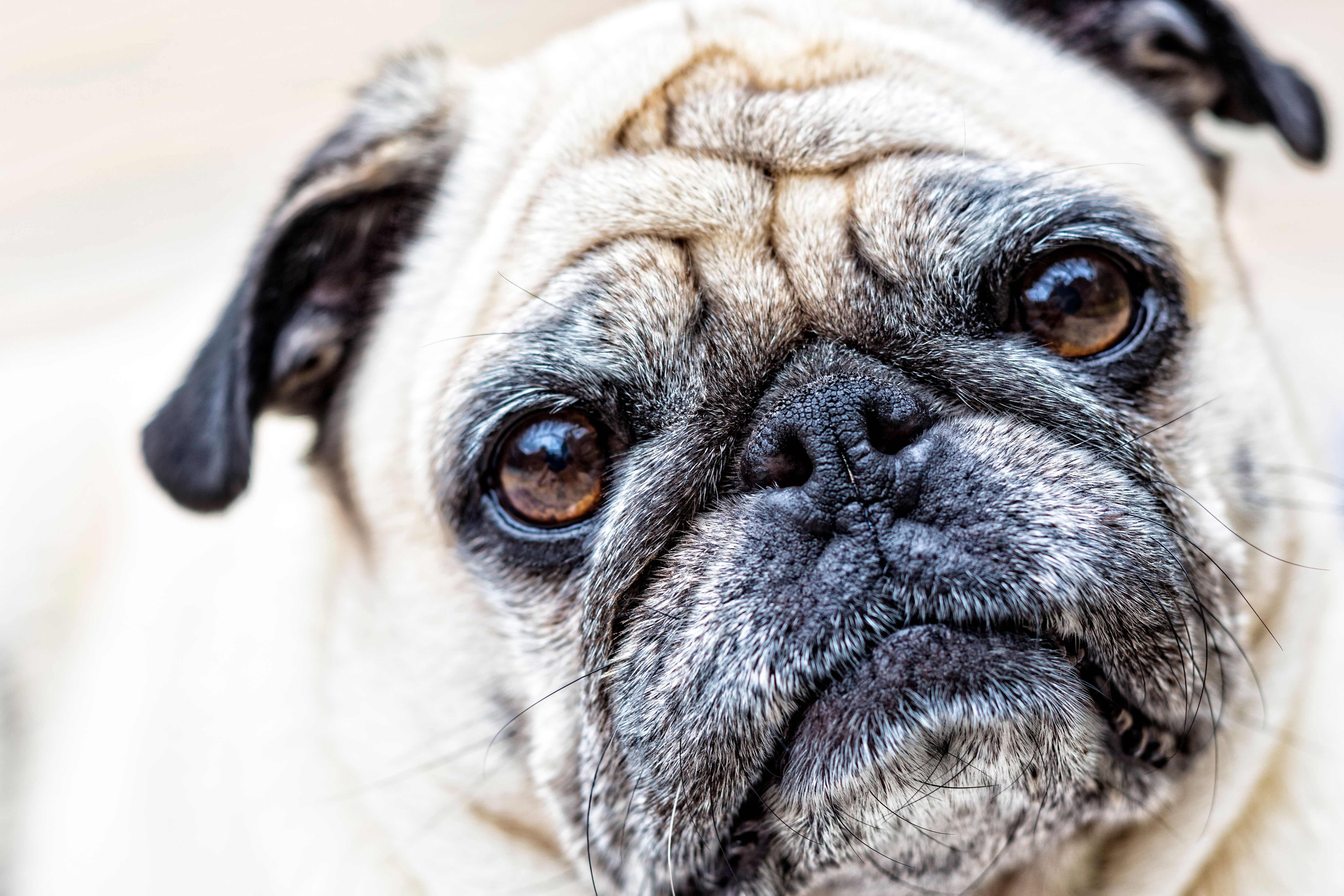 Senior Pug Looking at the Camera