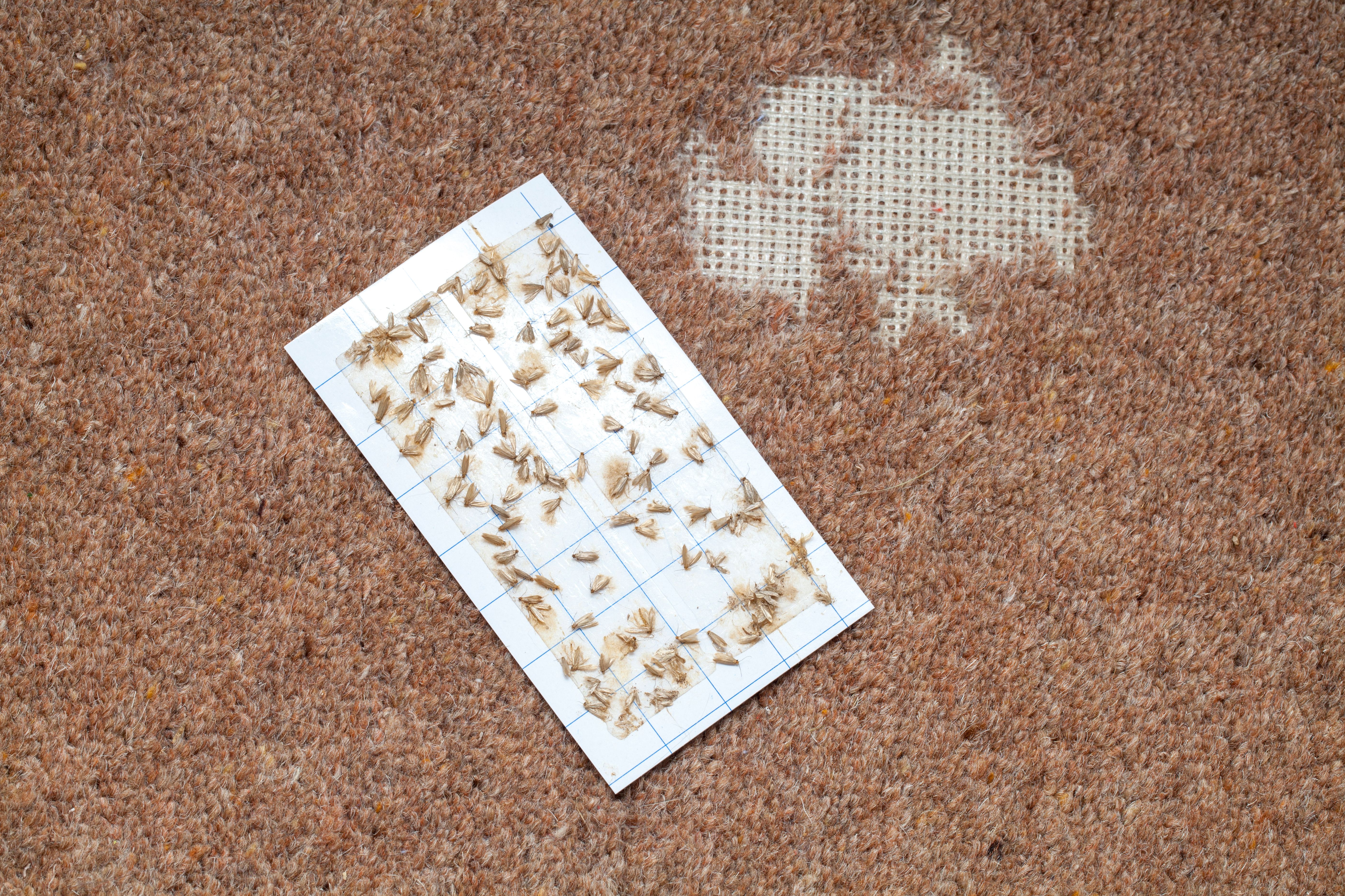 pet damaged carpet