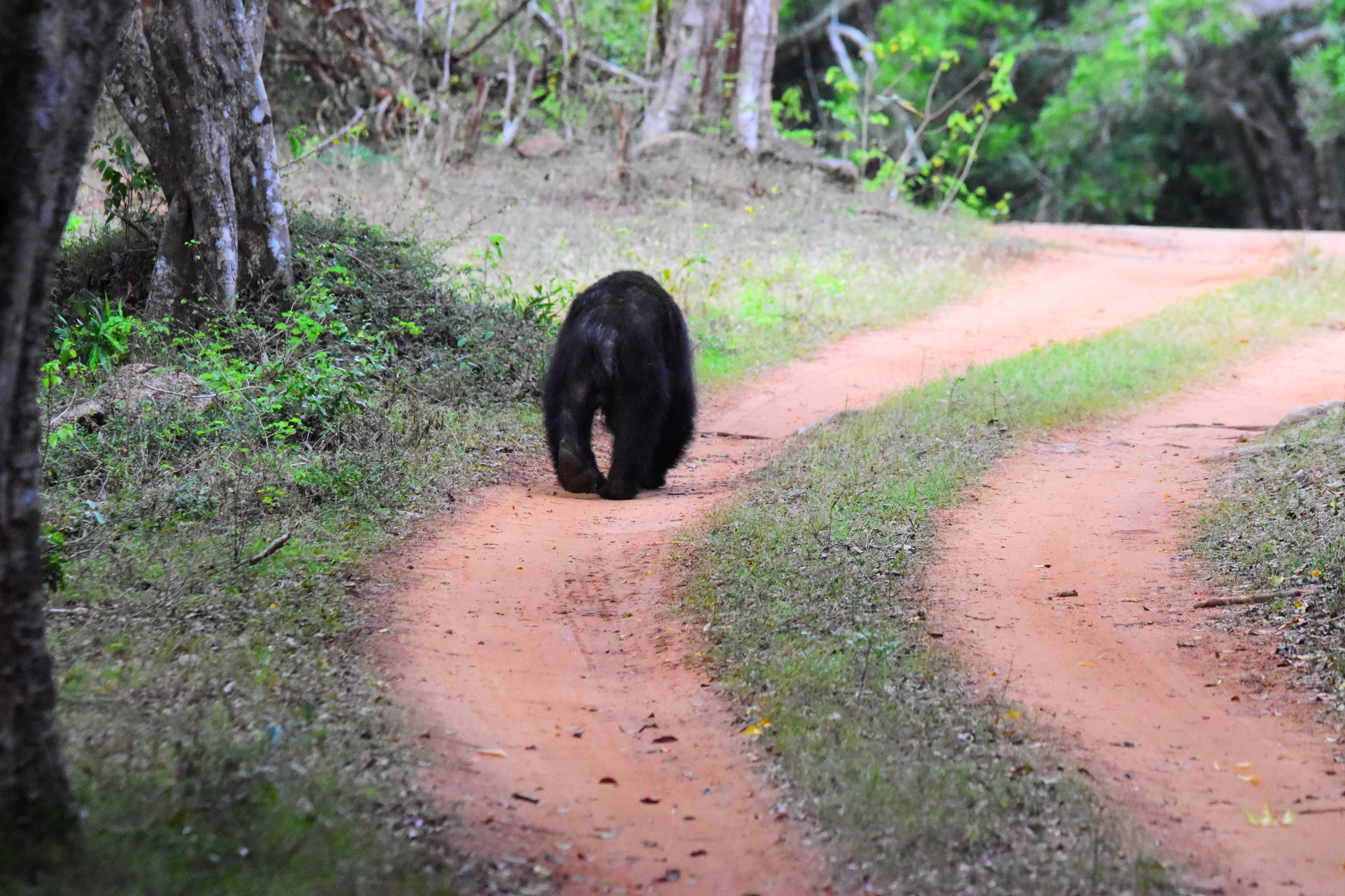 sri lanka wildlife