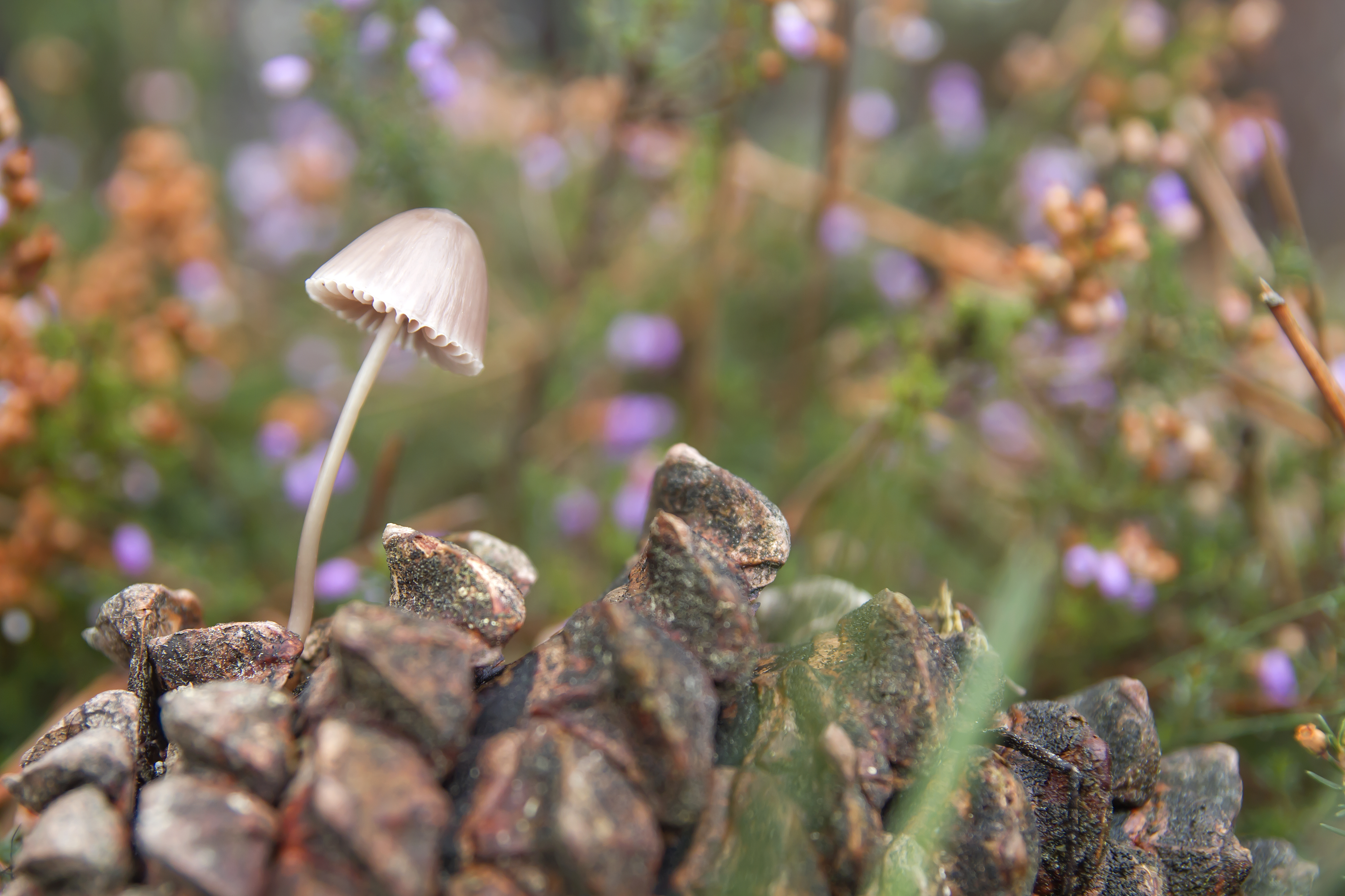 Mycena cinerella mushroom growing on a pince cone