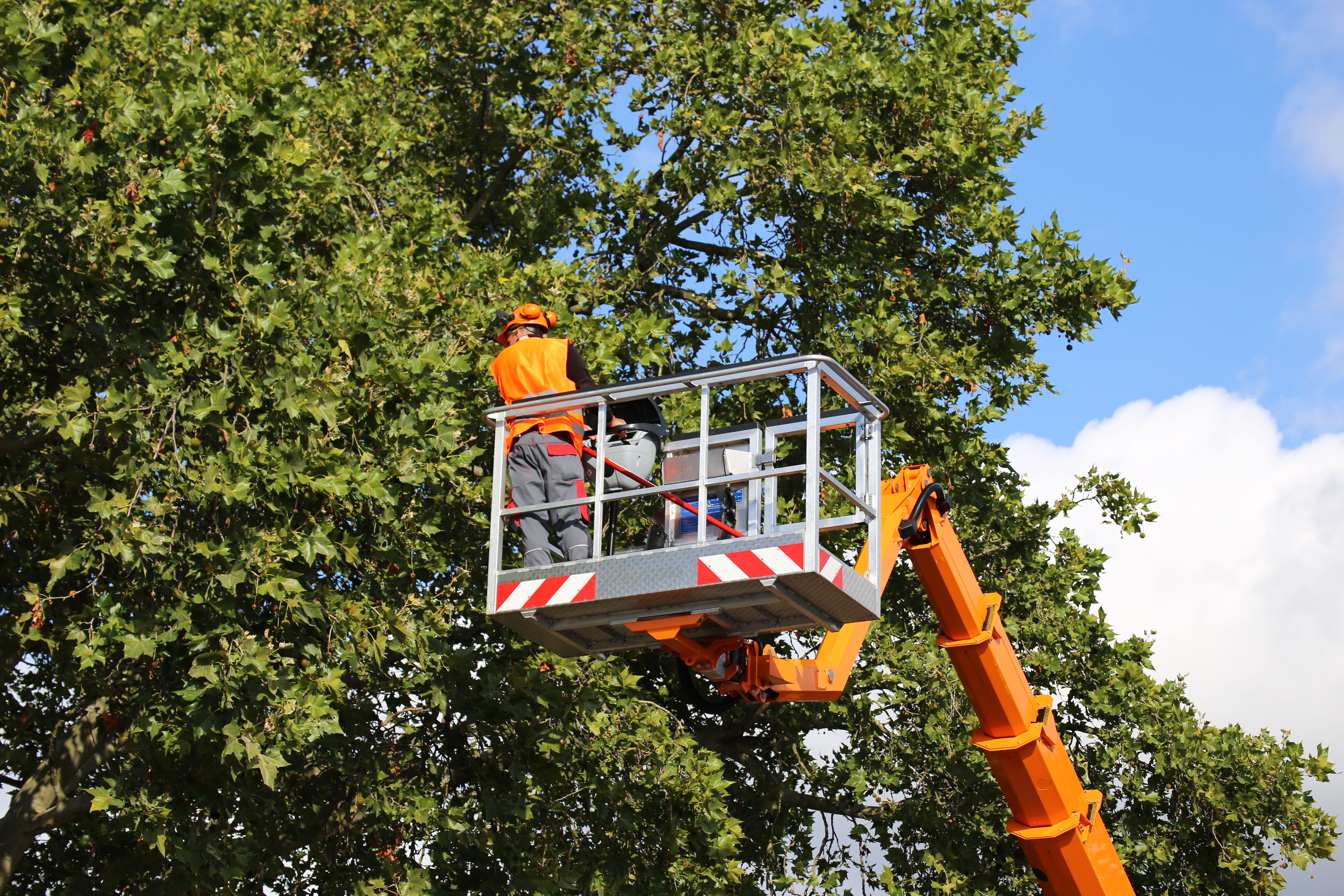 tree service estimate