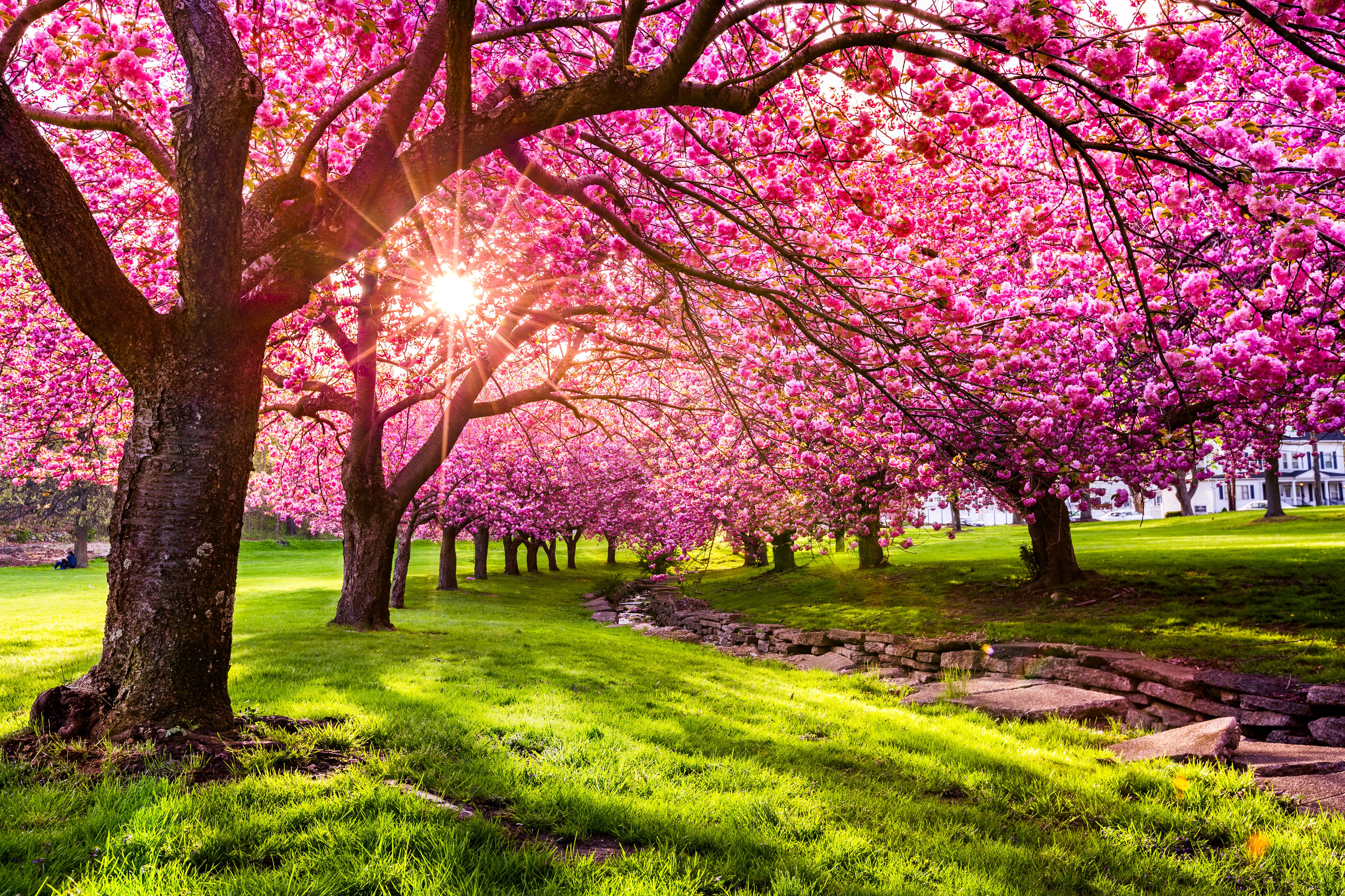 cherry blossoms new jersey
