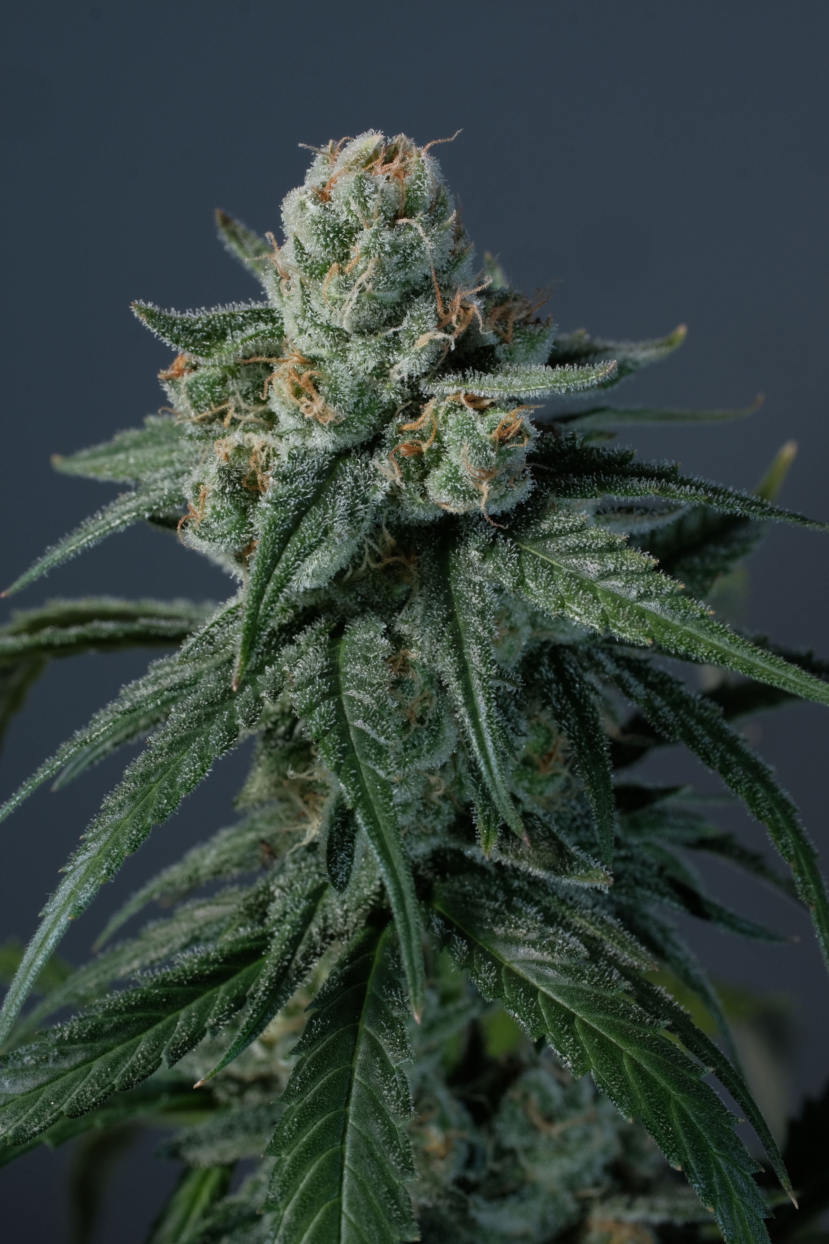 cannabis cultivation