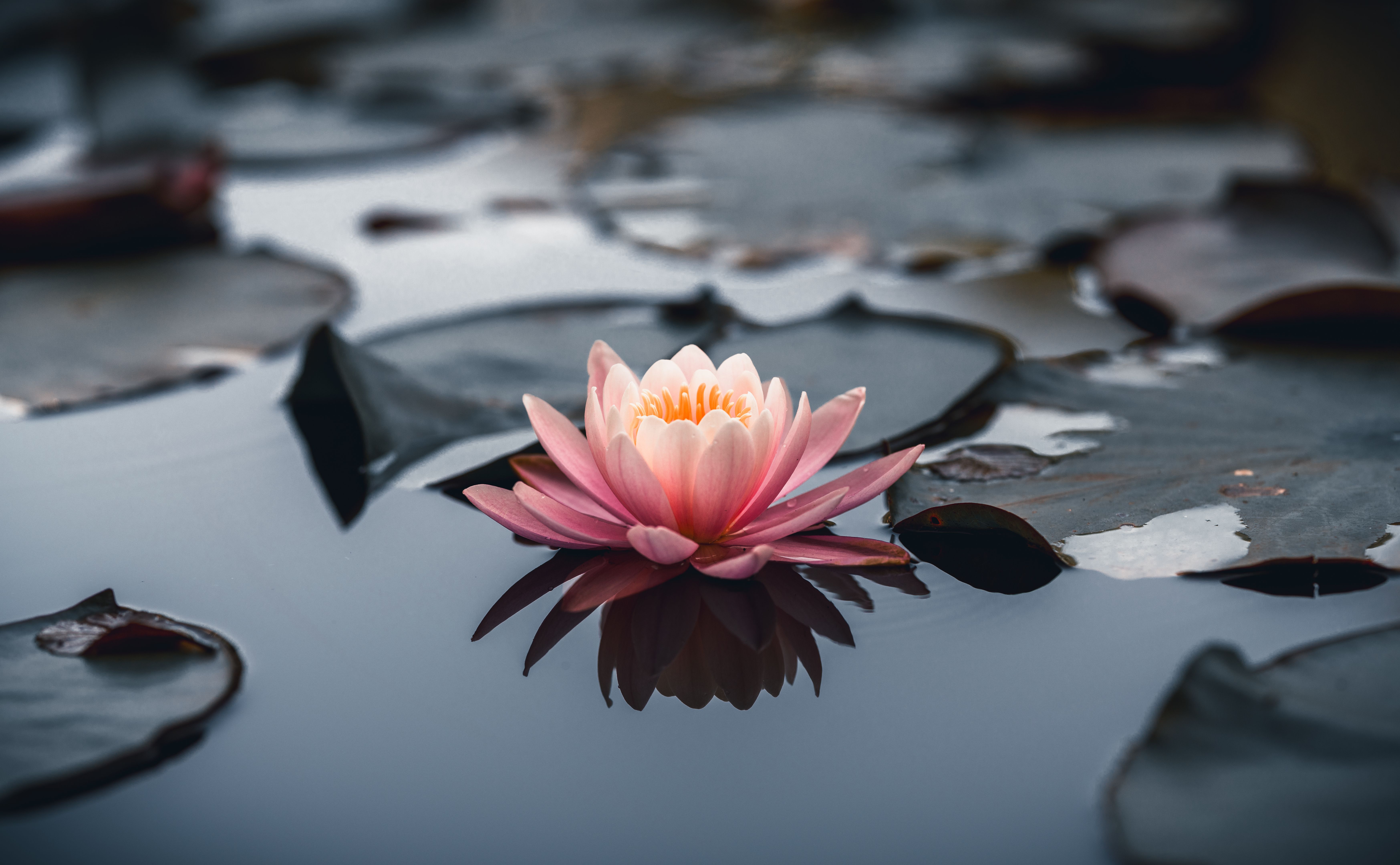 Nenúfar rosa o flor de loto en el agua