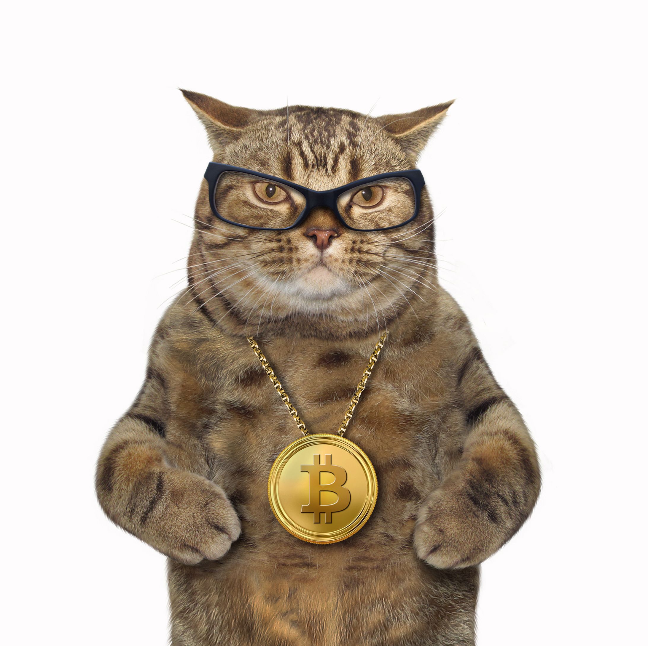 cat meme cryptocurrency