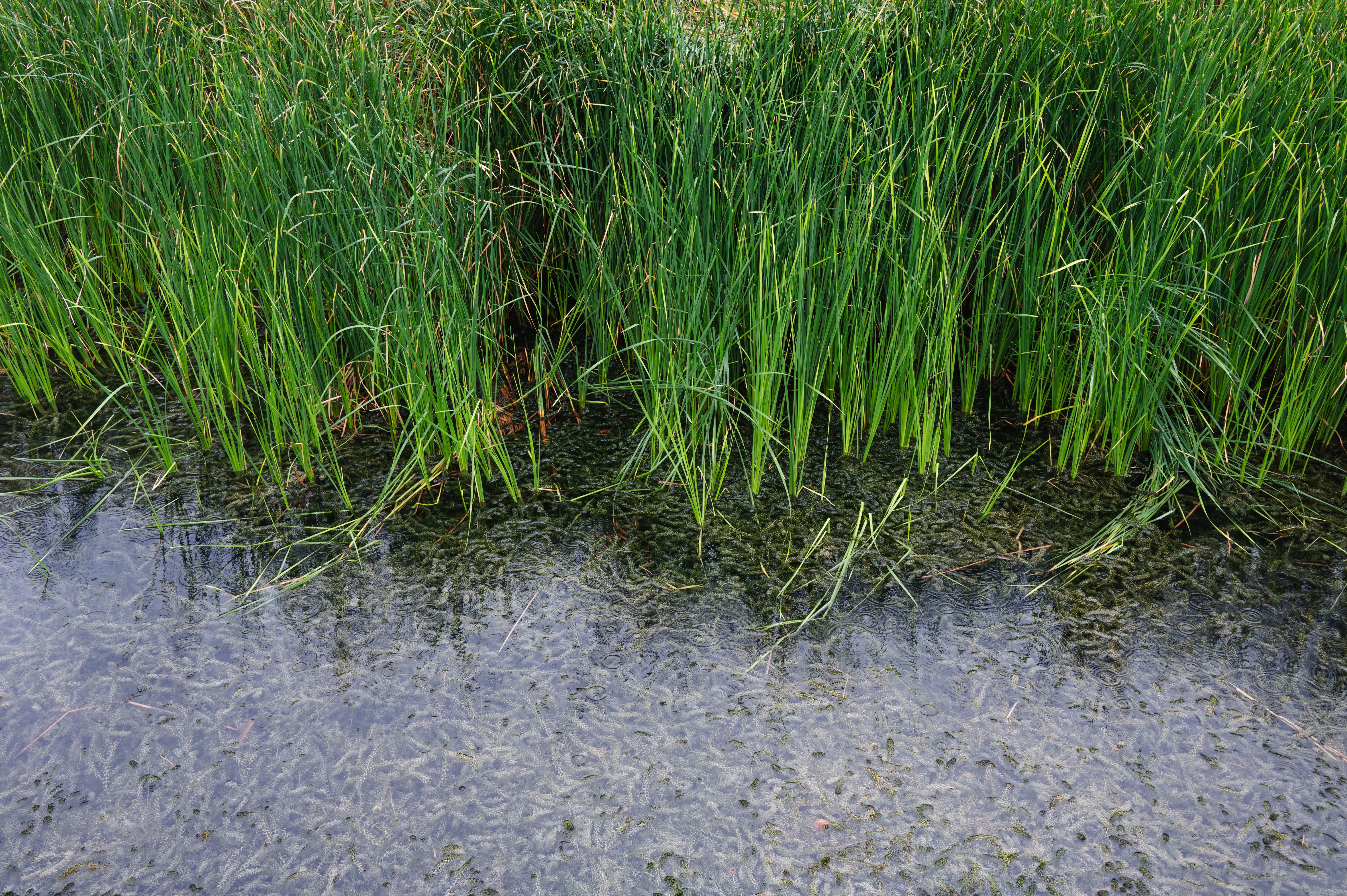 overwatered lawn