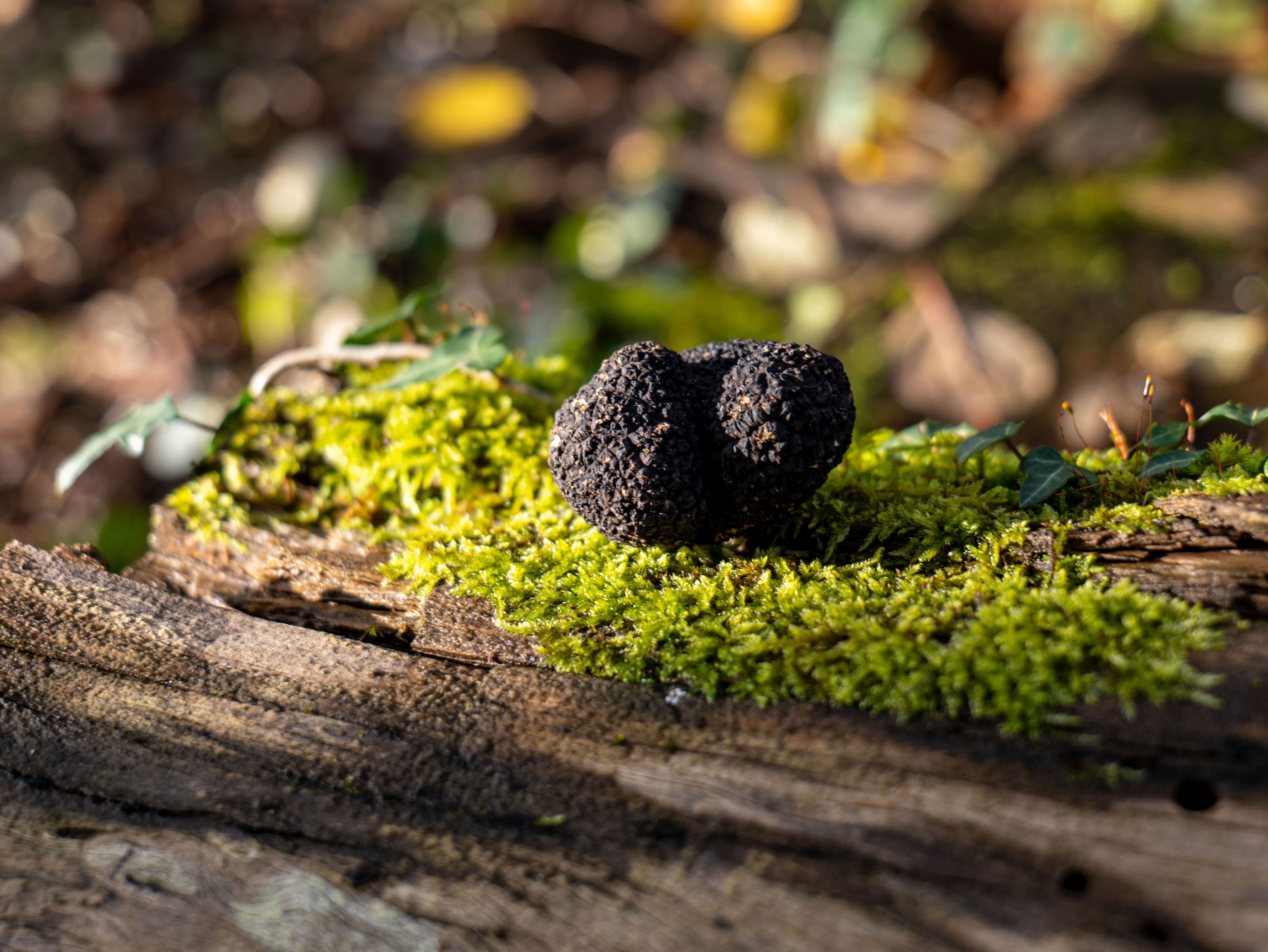fresh truffles