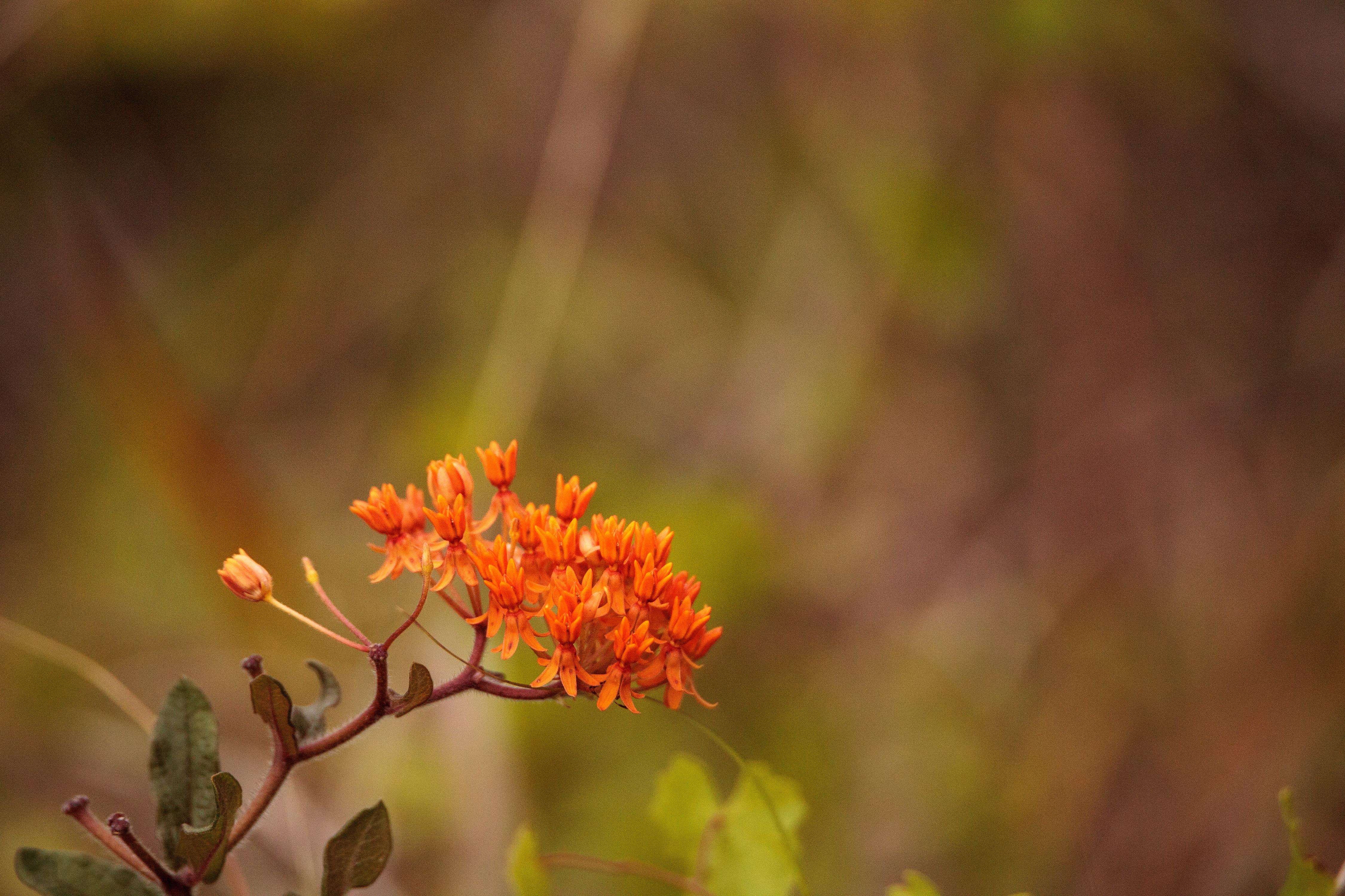 florida native plants