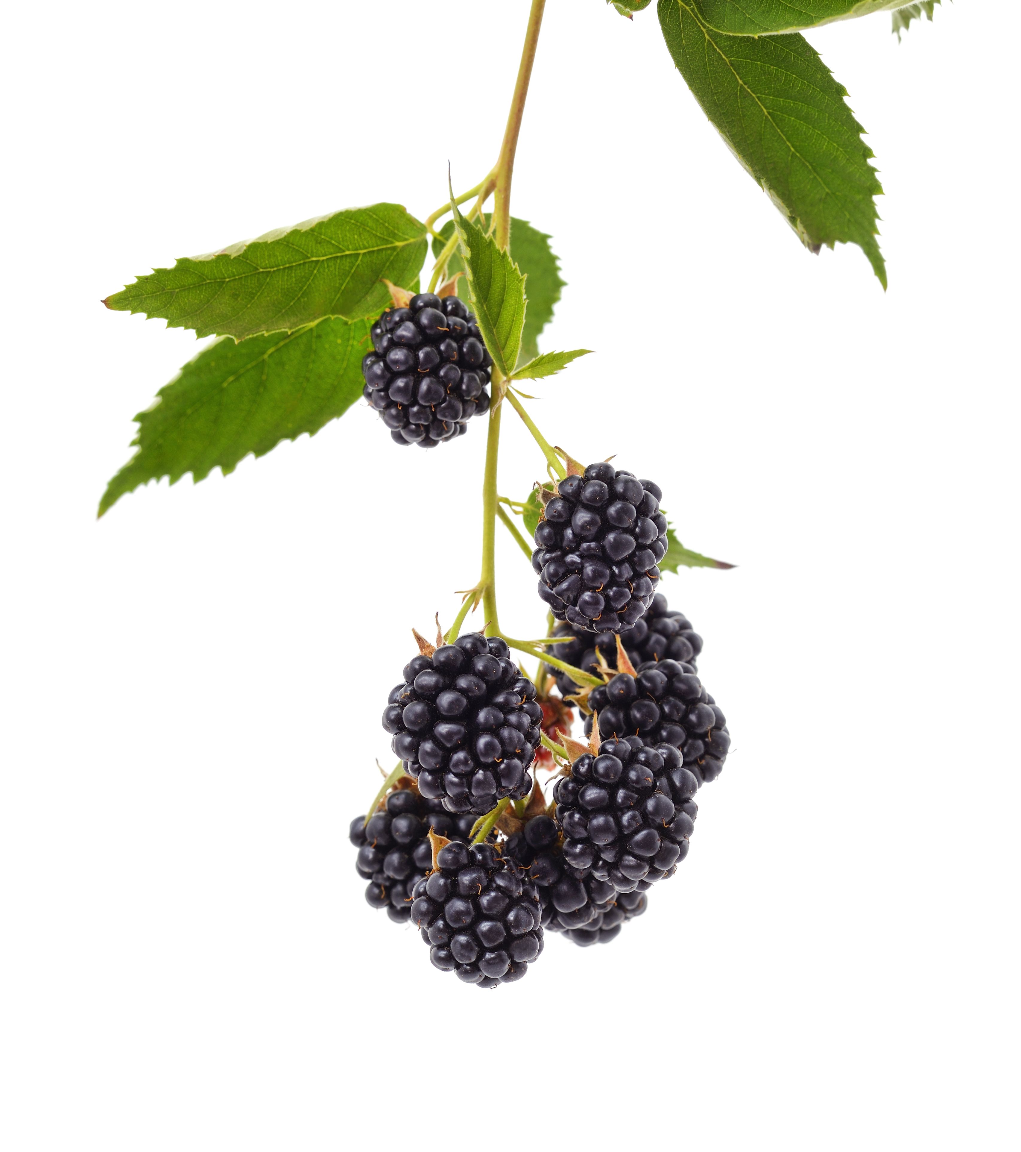 ripe blackberries