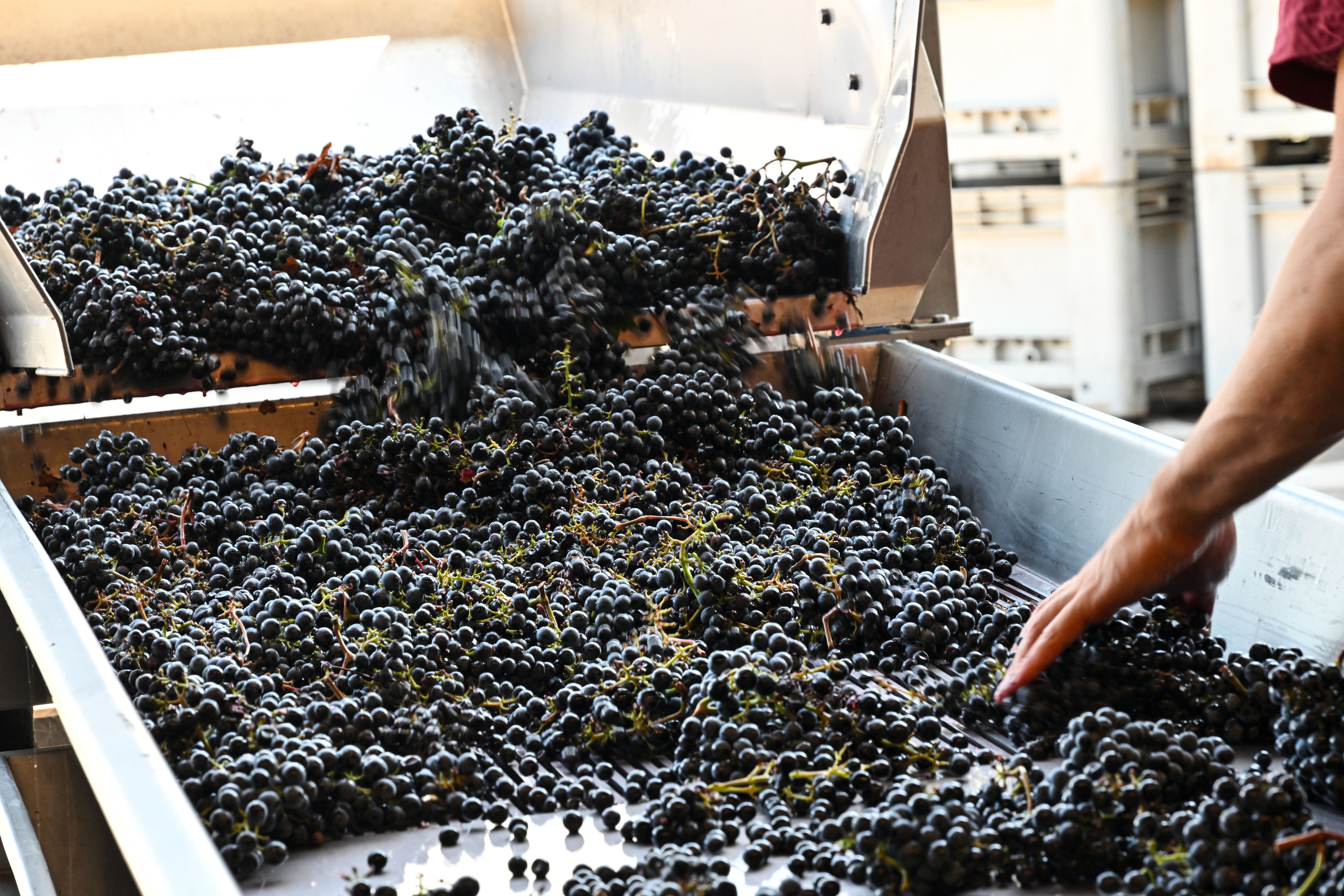 tuscany wine tasting